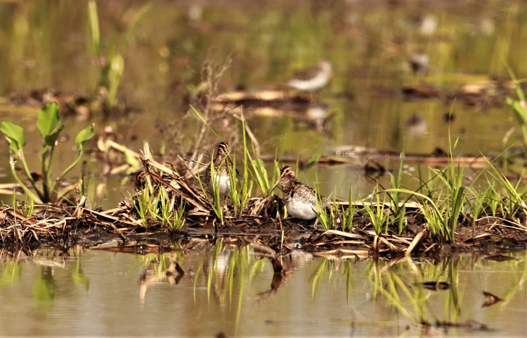 SNIPE - COMMON SNIPE - Gallinago gallinago - PATHUM THANI RICE RESEARCH CENTER NOV 26 2022 (3).jpg