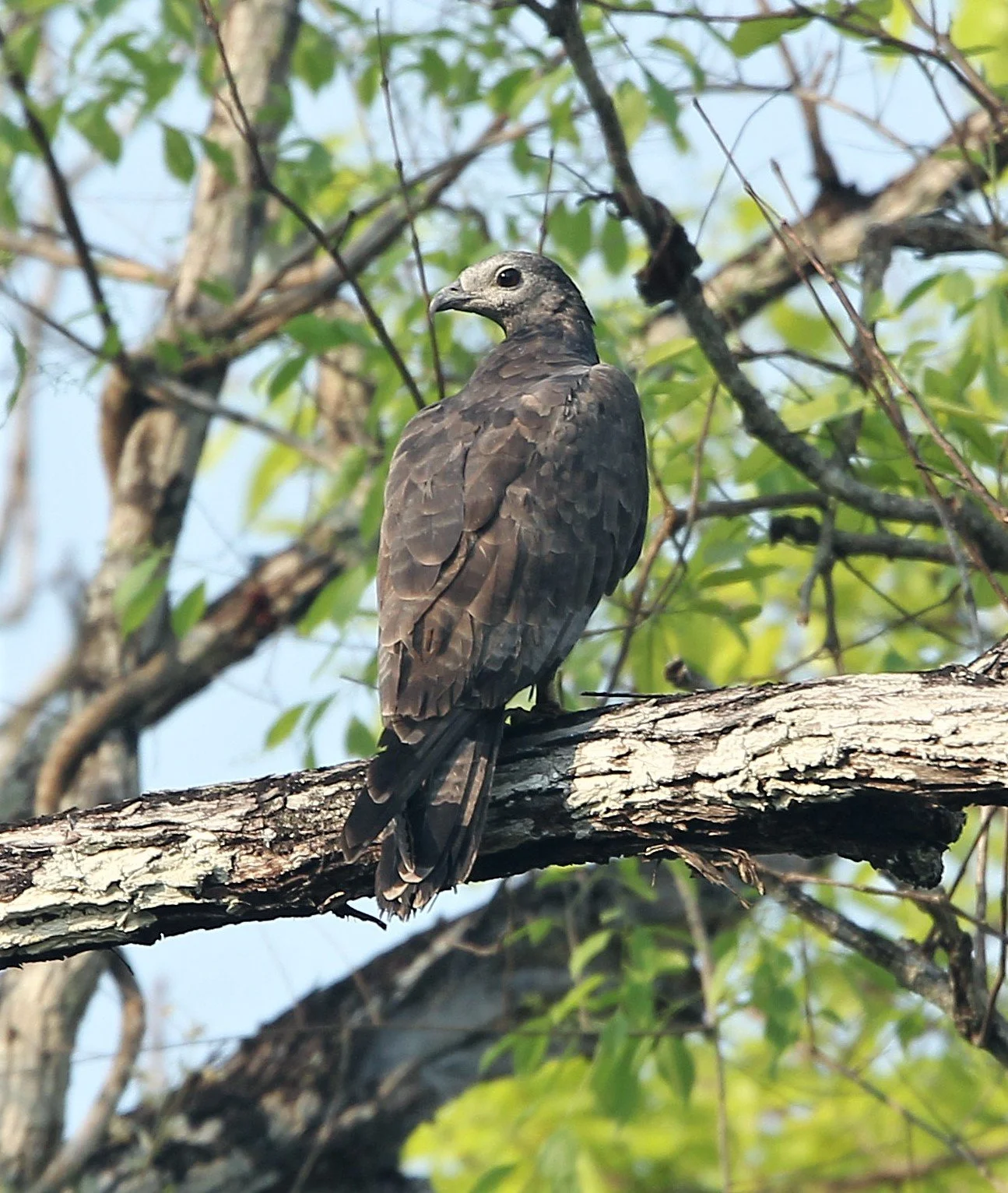 Pernis ptilorhynchus - ORIENTAL HONEY BUZZARD - KHAO BAN DAI - HUAI KHA KHAENG NATURE RESERVE THAILAND aa1.jpg