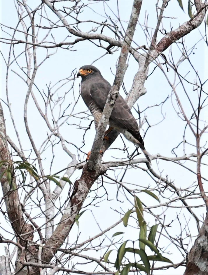 Hawk - Roadside Hawk - Rupornis magnirostris - Iranduba, Amazona, Manaus Brazil (3).jpg