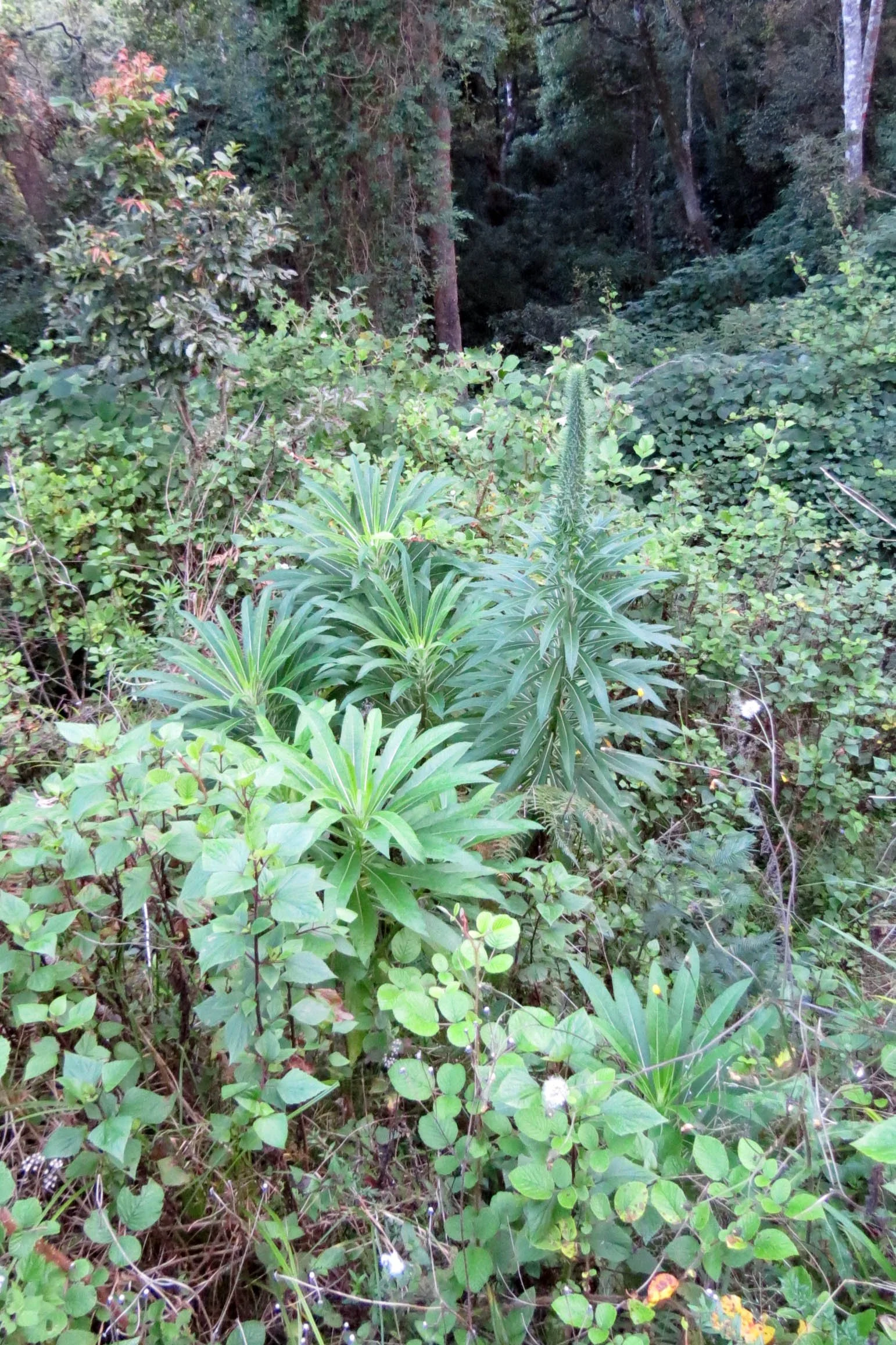 PAMPADUM SHOLA NATIONAL PARK INDIA - VATTAVADA (23).JPG