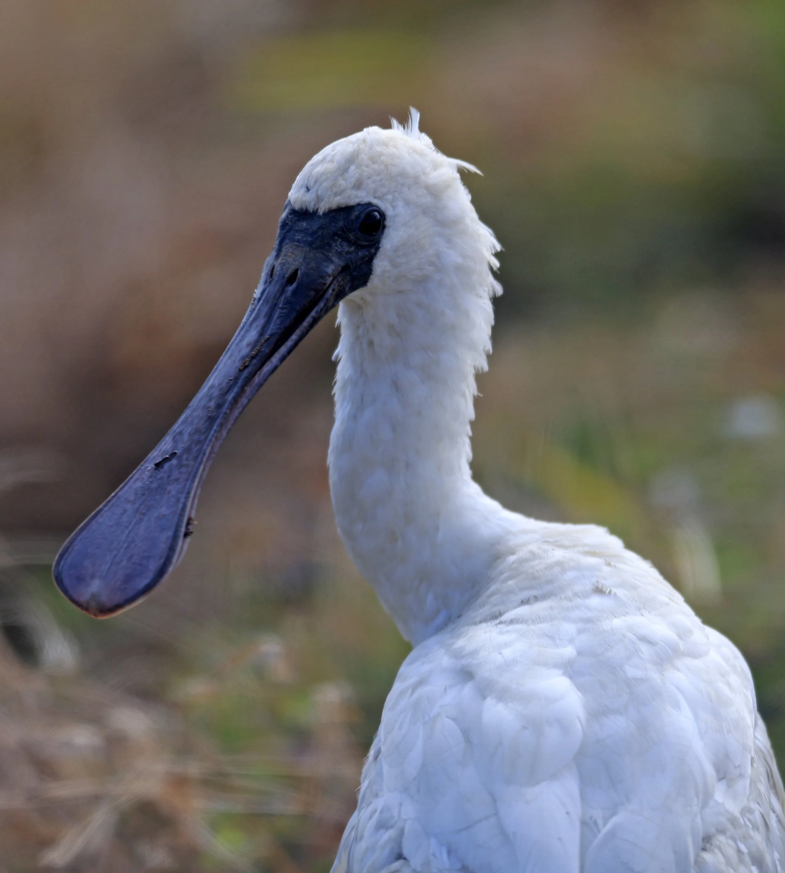 Black-faced Spoonbill (Platalea minor) Izumi Crane Center and Fields Izumi Kagoshima Japan (96).jpg