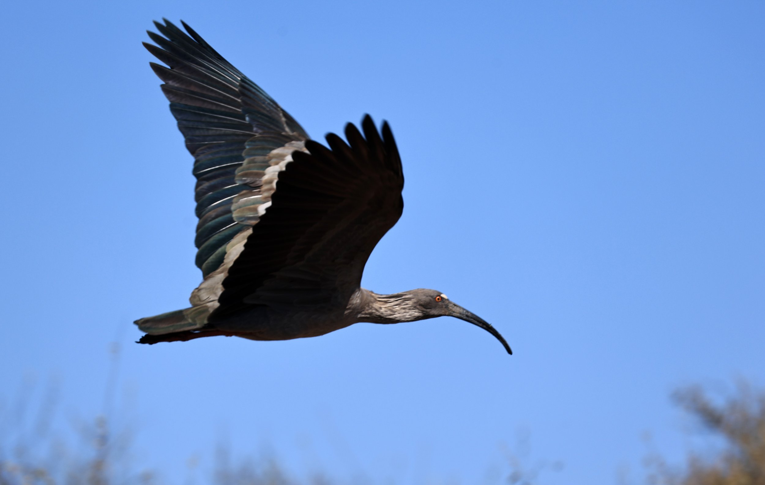 Plumbeous Ibis (Theristicus caerulescens) Agua Dulce Paraguay (2).jpg