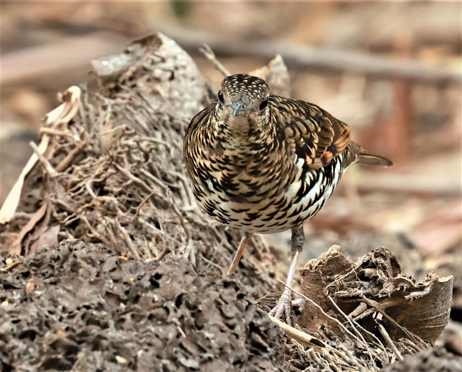 White's Thrush (Zoothera aurea) Putthamonthon Park Nakhon Pathom Thailand (168).jpg