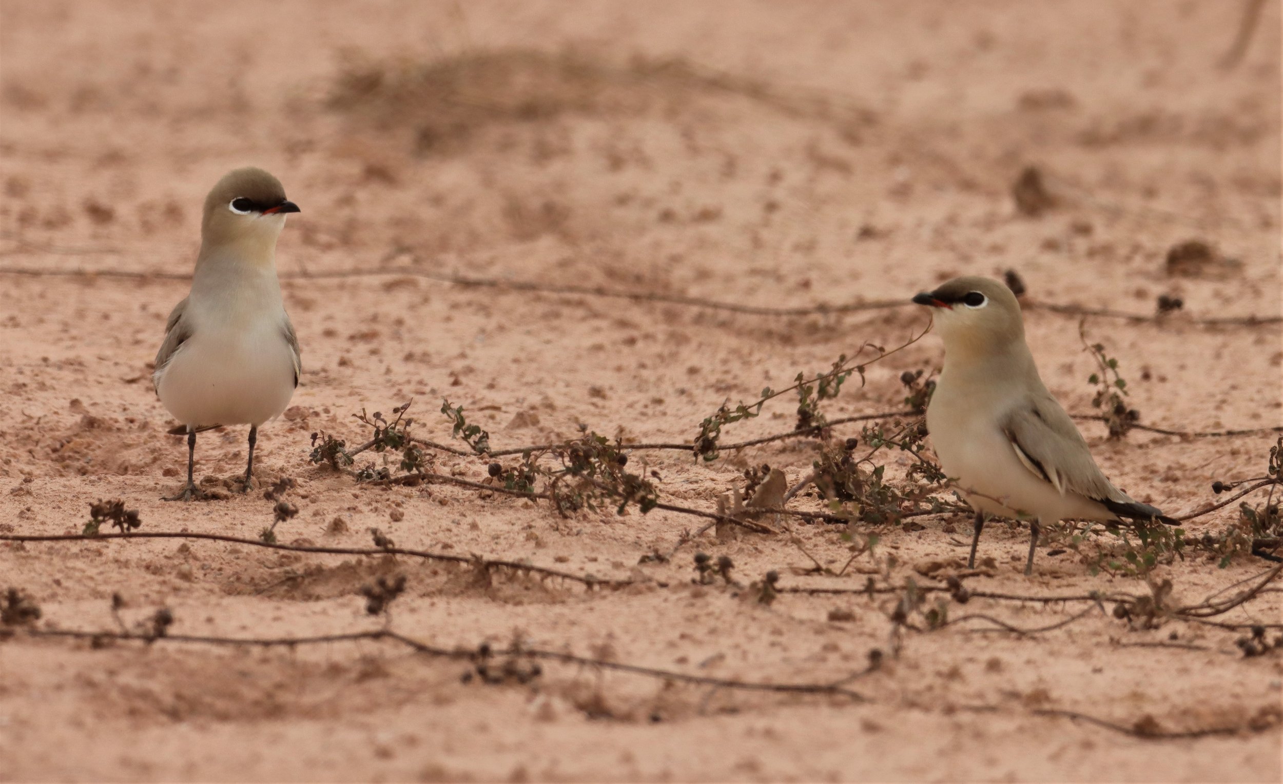PRATINCOLE - SMALL PRATINCOLE - Glareola lactea - KABIN BURI WETLANDS 15KM OUT ON 304 (126).jpg