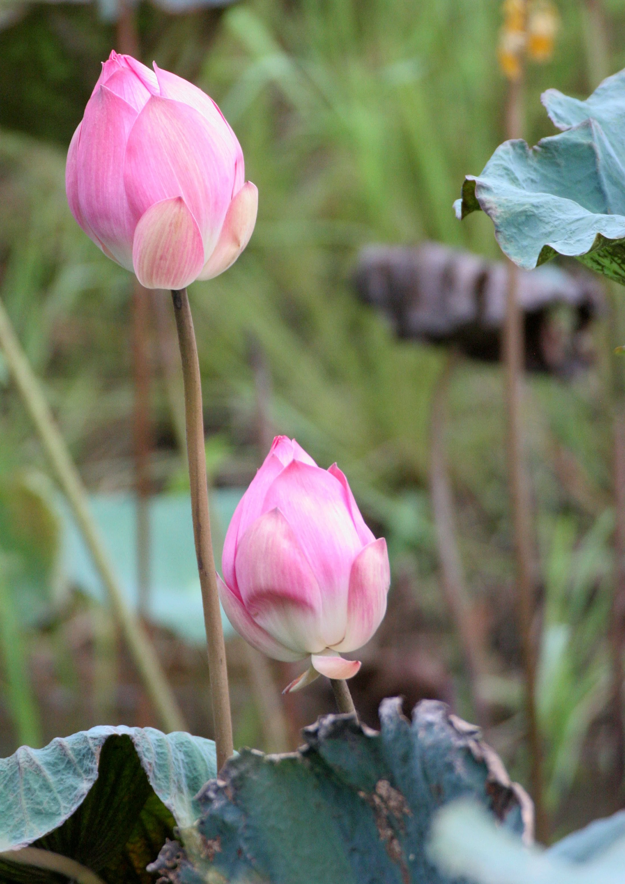 BUENG BORAPHET THAILAND - LOTUS PLANTS.JPG