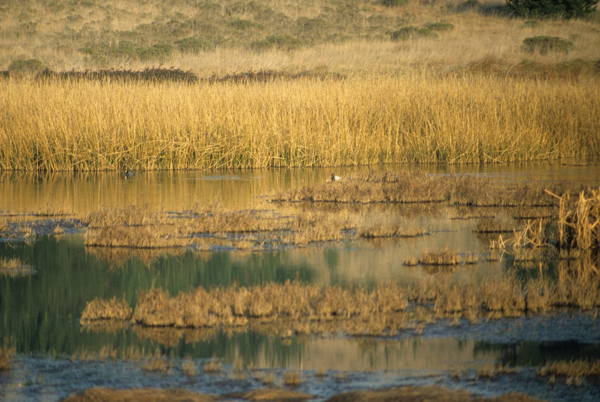 CALIFORNIA - POINT REYES - LIMANTOUR MARSH.jpg