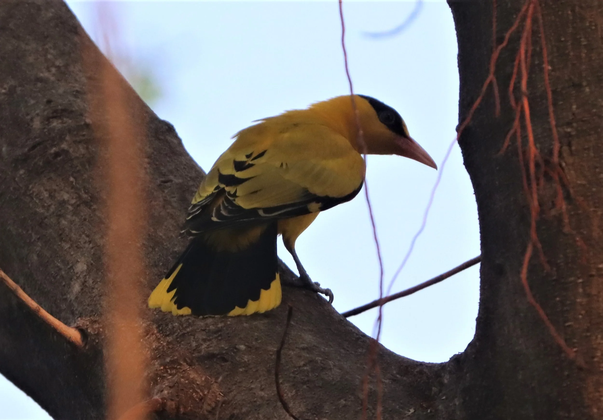 Black-napped Oriole (Oriolus chinensis) Rama 9 Park Bangkok (34).jpg