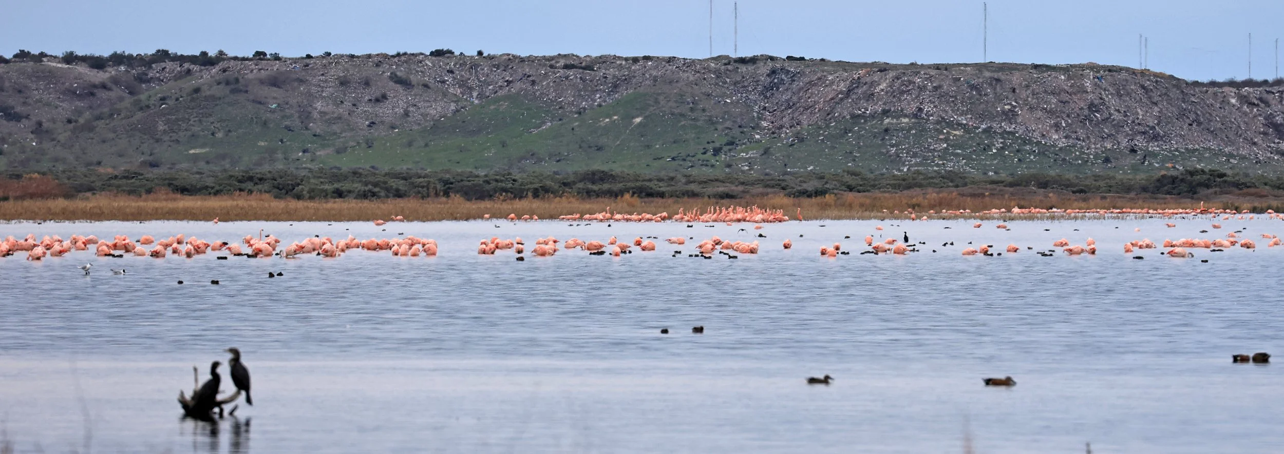 Chilean Flamingo (Phoenicopterus chilensis) Lagunas del Ornitólogo, Trelew Argentina