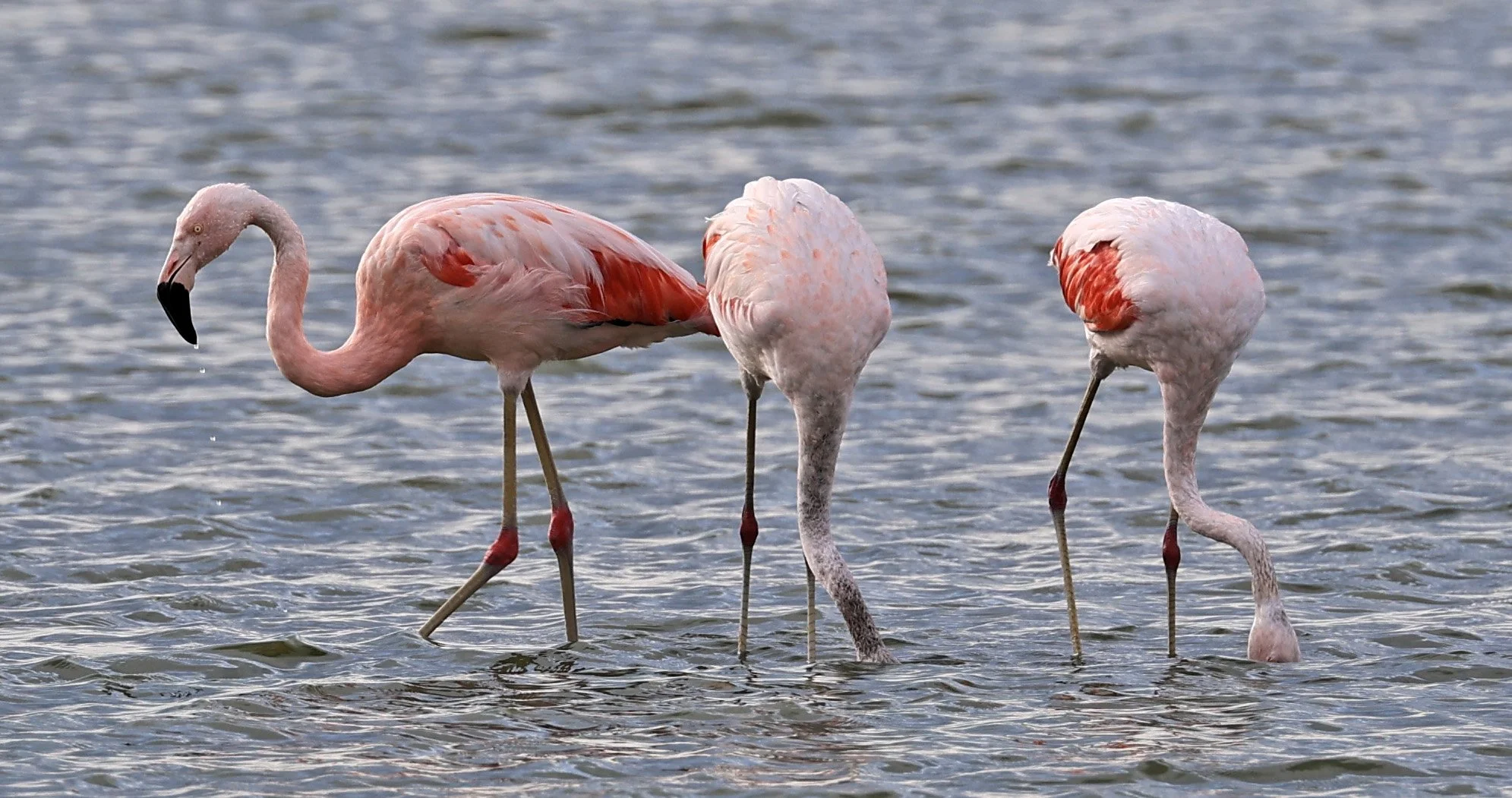 Chilean Flamingo (Phoenicopterus chilensis) Chaco Lodge & Laguna Salada Paraguay (10).jpg