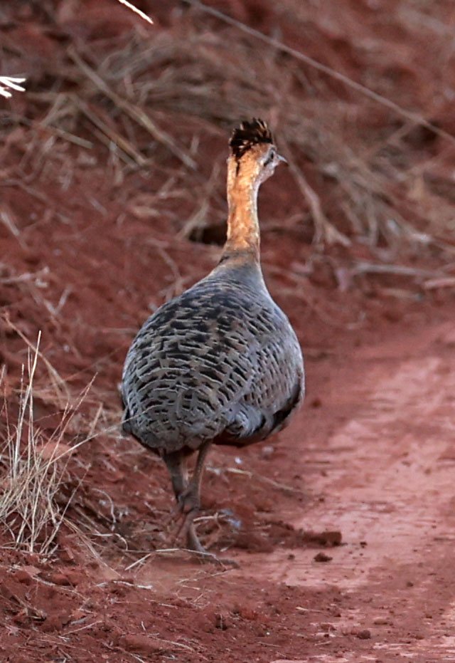 Tinamou - Red-winged Tinamou - Rhynchotus rufescens - Emas National Park, Goias State, Brazil  (1).jpg