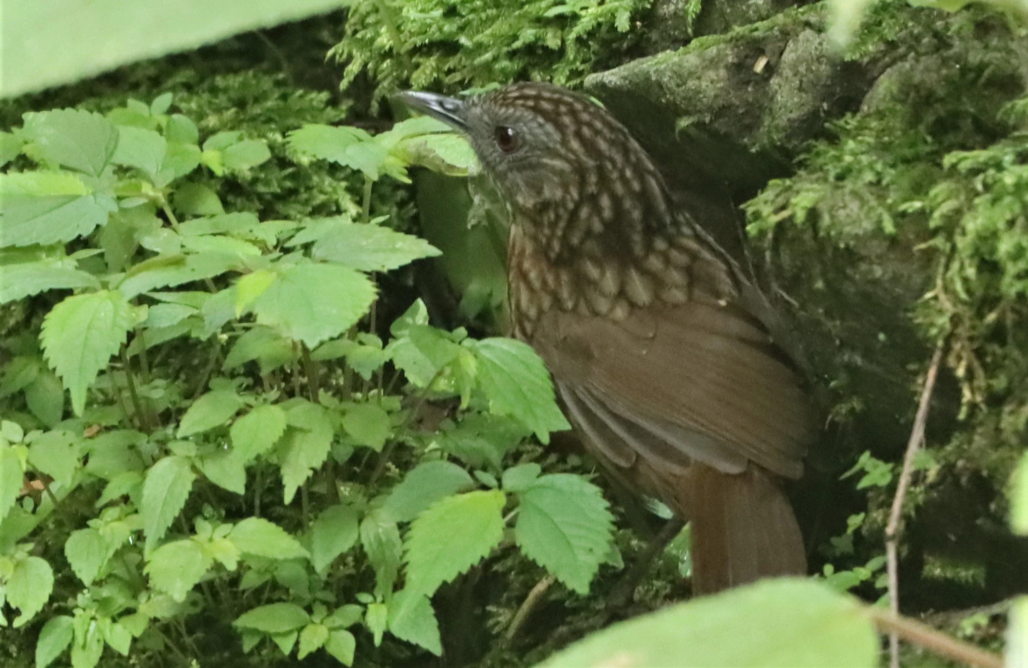 WREN-BABBLER - STREAKED WREN-BABBLER - Gypsophila brevicaudata - DOI ANG KANG CHIANG MAI (10).jpg
