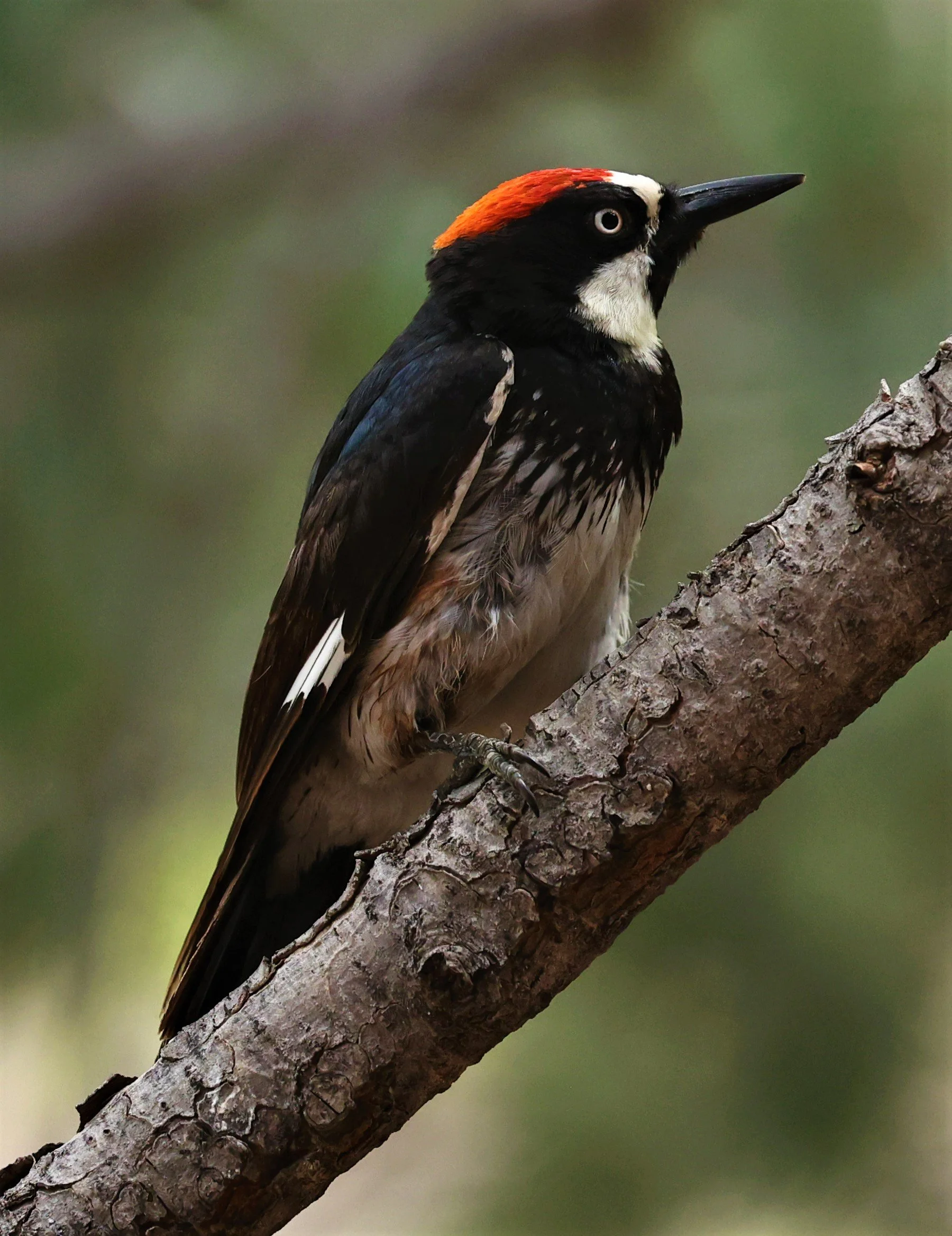 Melanerpes formicivorus - ACORN WOODPECKER - CAVE CREEK ARIZONA AUGUST 2022 (11).jpg