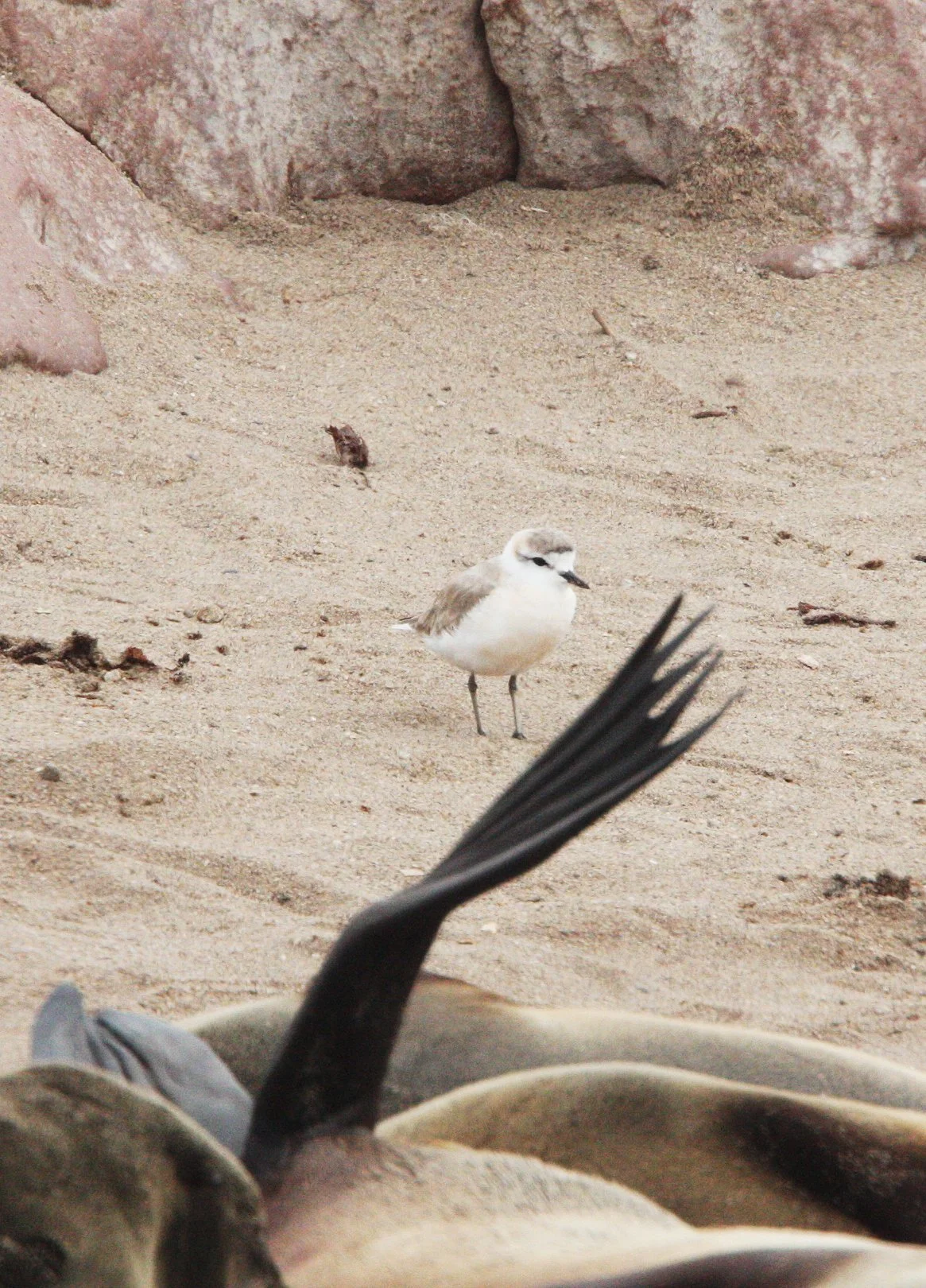 BIRD - PLOVER - WHITE-FRONTED PLOVER - CAPE CROSS NAMIBIA.JPG