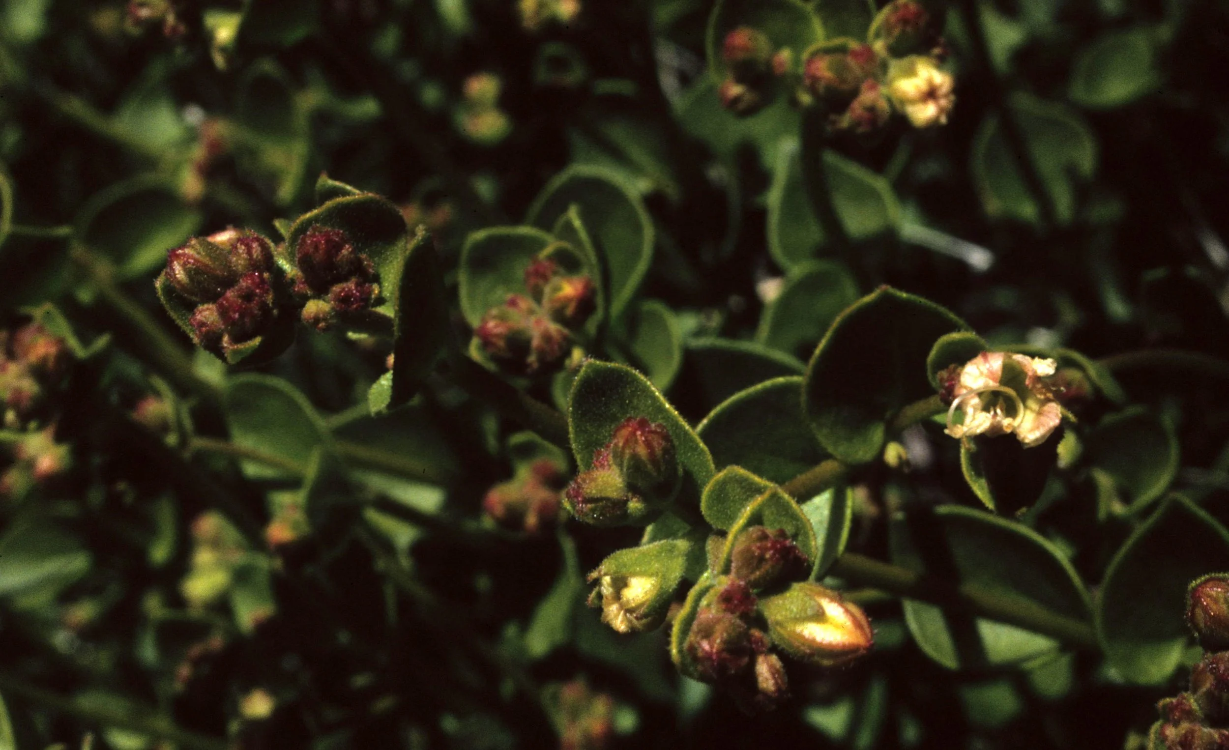 ANZA BORREGO - BUXACEAE - SIMMONDSIA CALIFORNICA - JOJOBA.jpg