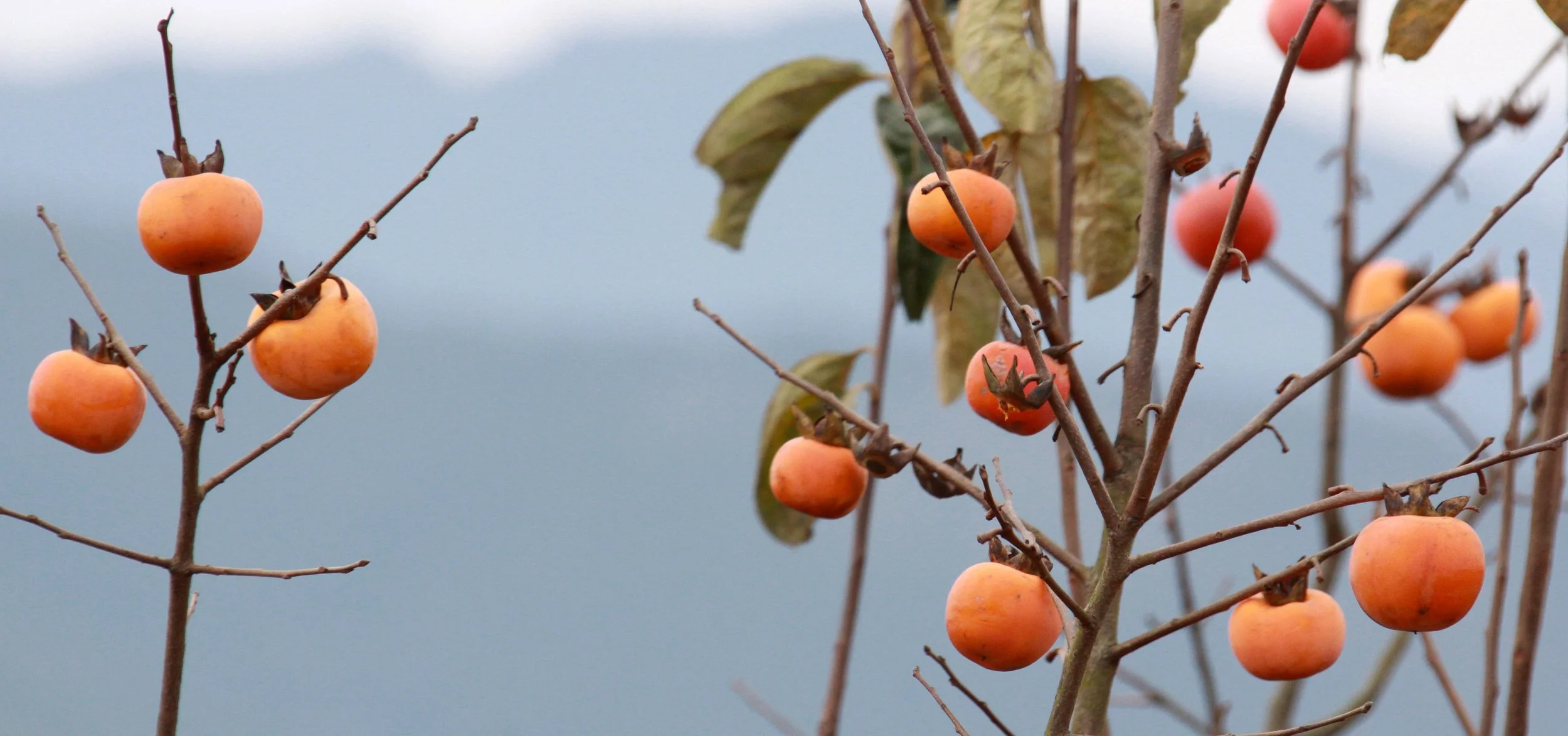 CHENGQILOU HAKKA VILLAGE - FUJIAN CHINA (15).JPG