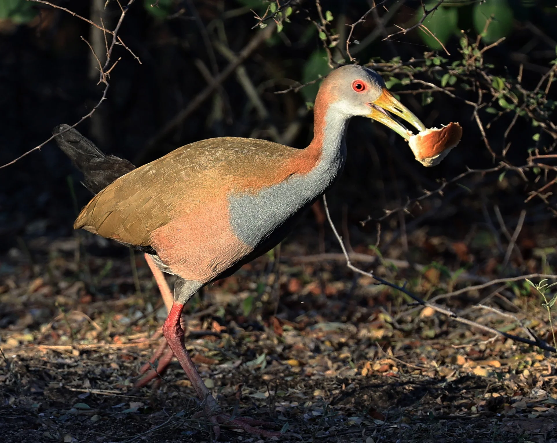 Gray-cowled Wood-Rail (Aramides cajaneus) Reserva Natural Canada el Carmen, Paraguay  (20).jpg