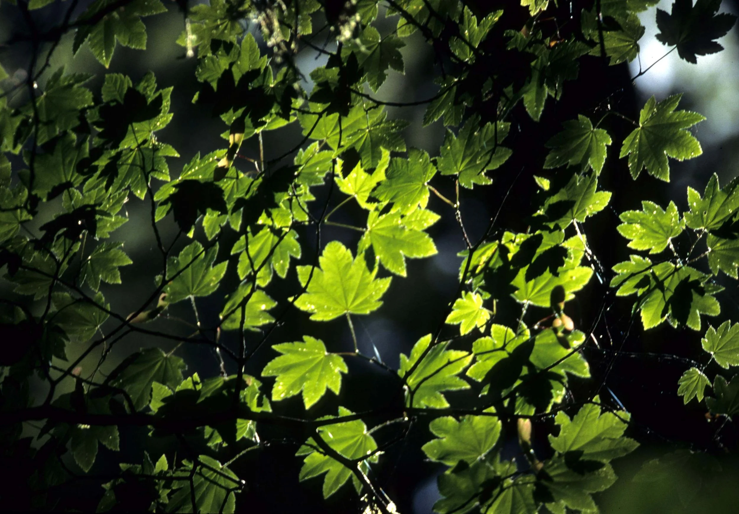CALIFORNIA - REDWOODS NP - ACER SPECIES - VINE MAPLE.jpg
