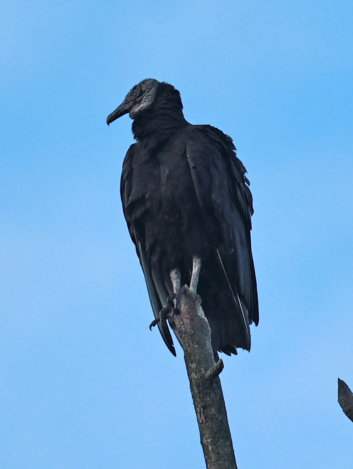 Black Vulture (Coragyps atratus) Superagüi National Park, Brazil (3).jpg