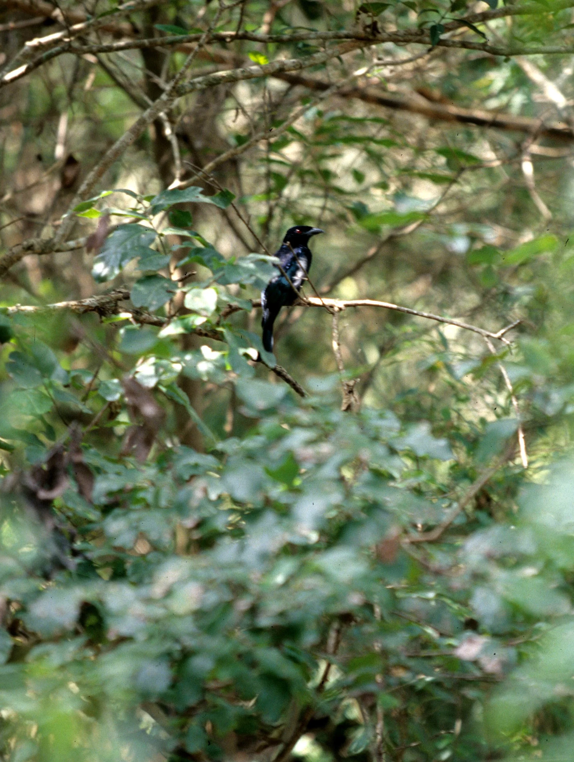 BIRD - SPECIES A - KOMODO ISLAND INDONESIA.jpg