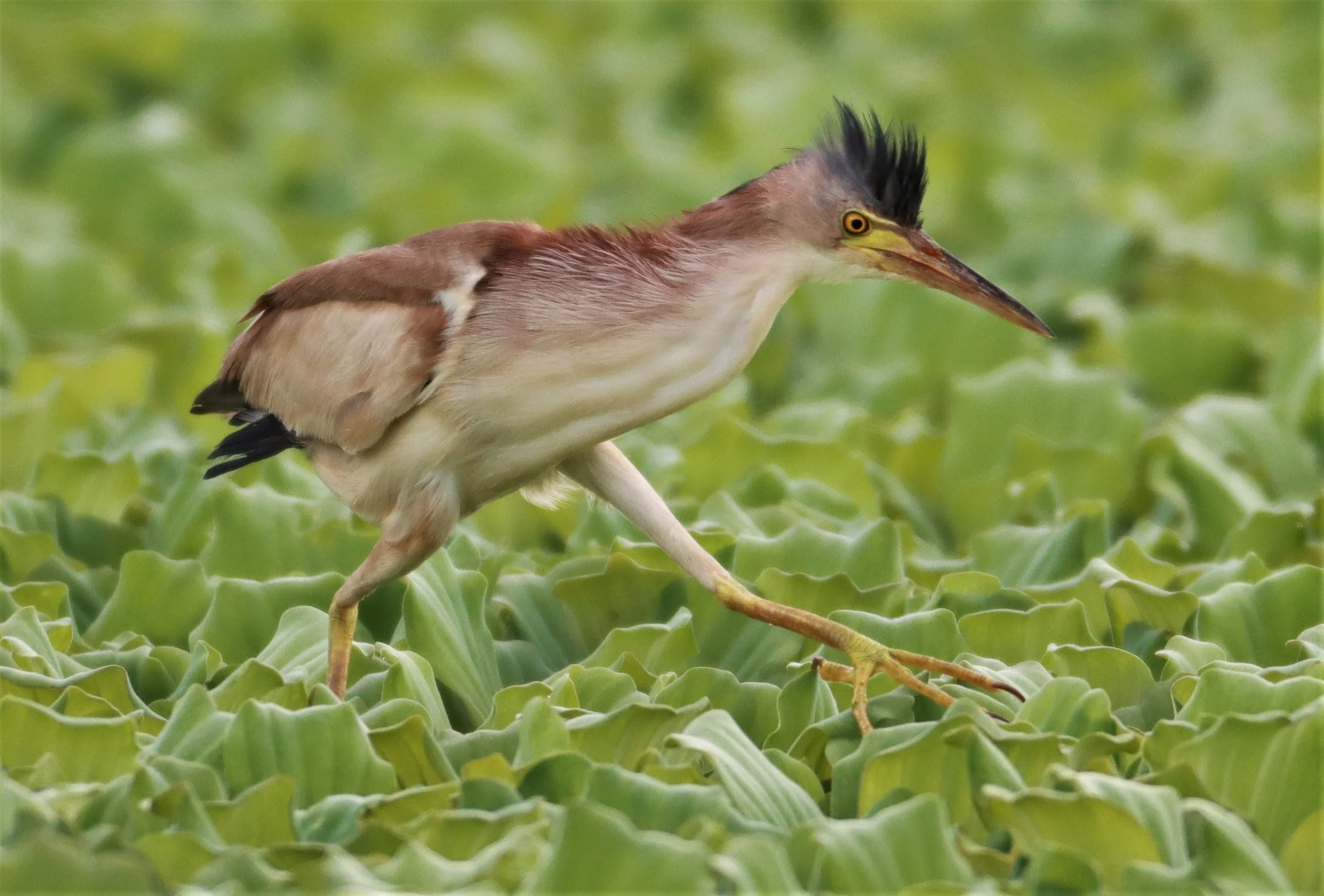 BITTERN - YELLOW BITTERN - Ixobrychus sinensis - KHON KAEN SEWAGE TREATMENT PLANT KHON KAEN UNIVERSITY  (41).jpg