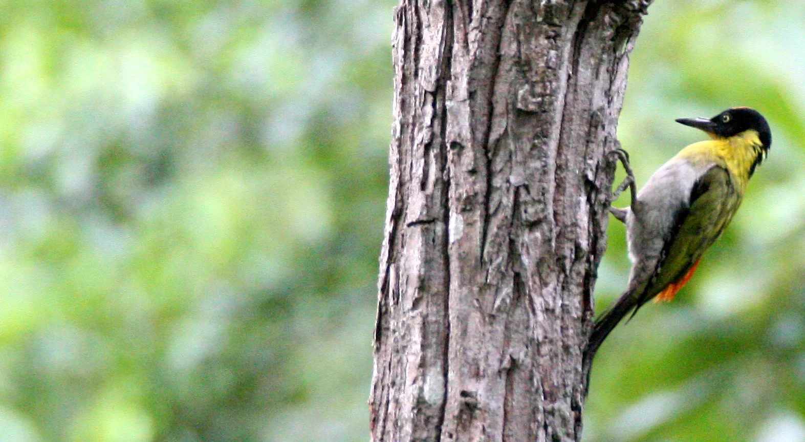 WOODPECKER - BLACK-HEADED WOODPECKER - Picus erythropygius - HUAI KHA KHAENG NWS THAILAND (28).jpg
