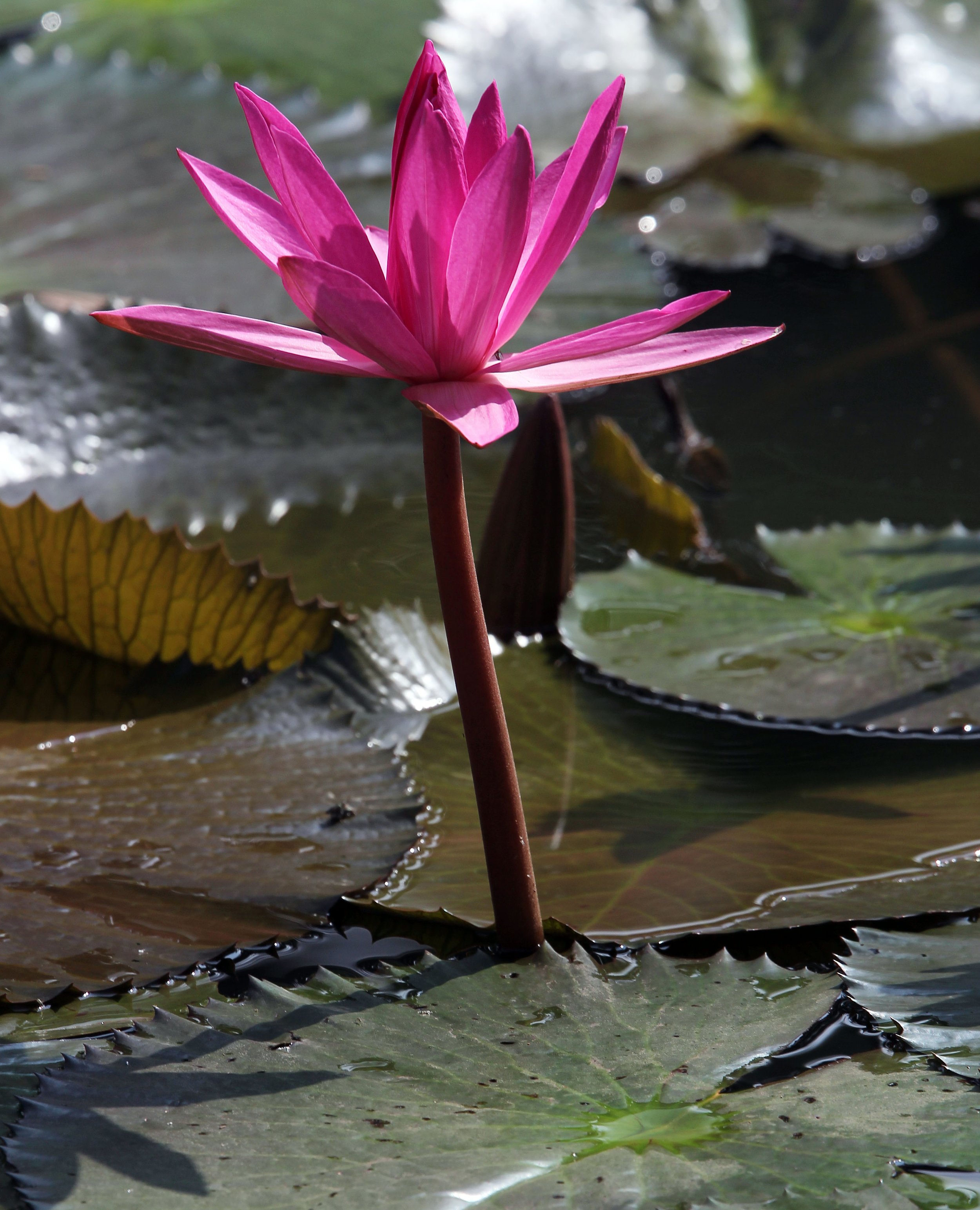 2015 Koh Lanta October Break Trip  (351).JPG