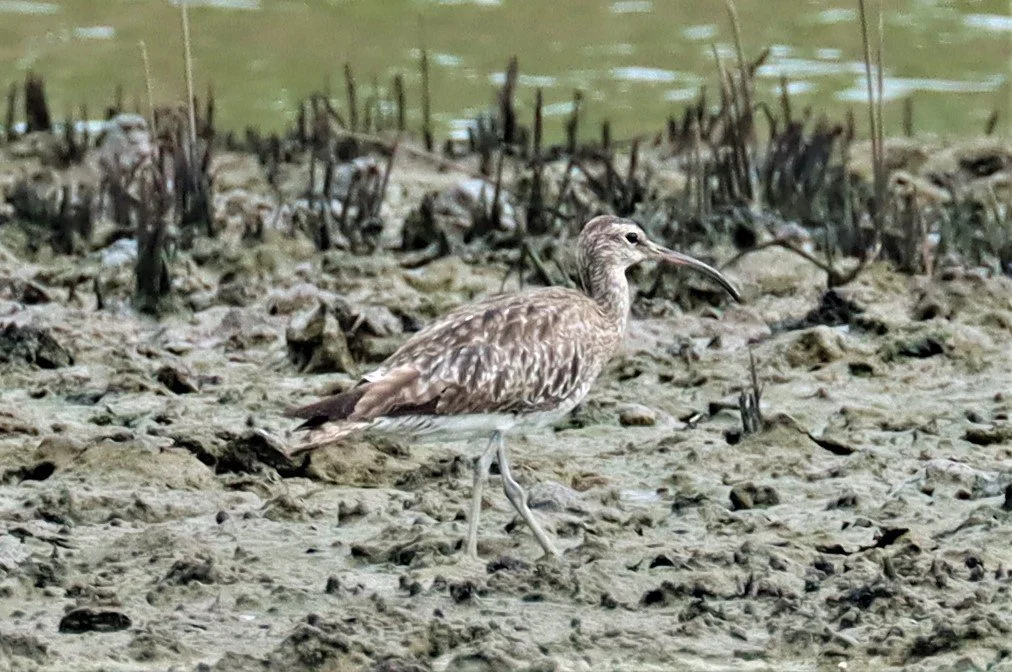 WHIMBREL - Numenius phaeopus - KHLONG TAMRU - GIFT'S IMAGES.jpg