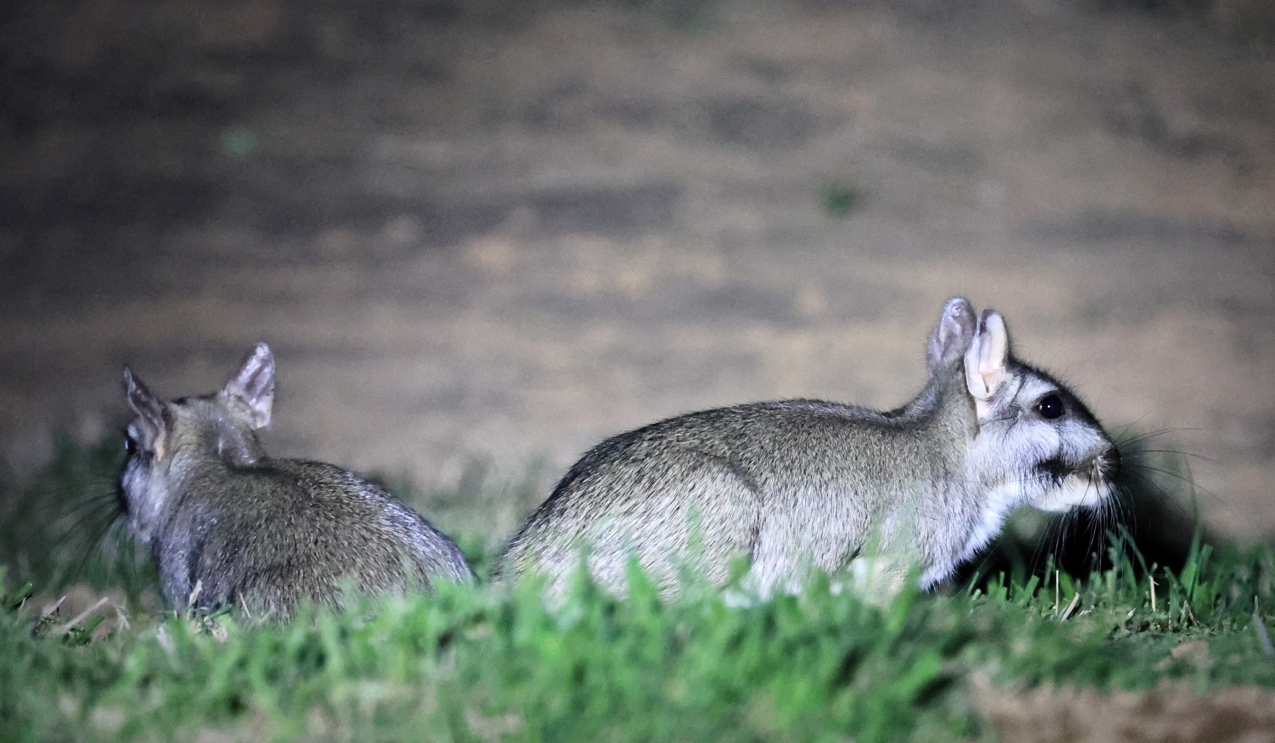 Plains Vizcacha (Lagostomus maximus) Reserva Natural Canada el Carmen, Paraguay  (48).jpg