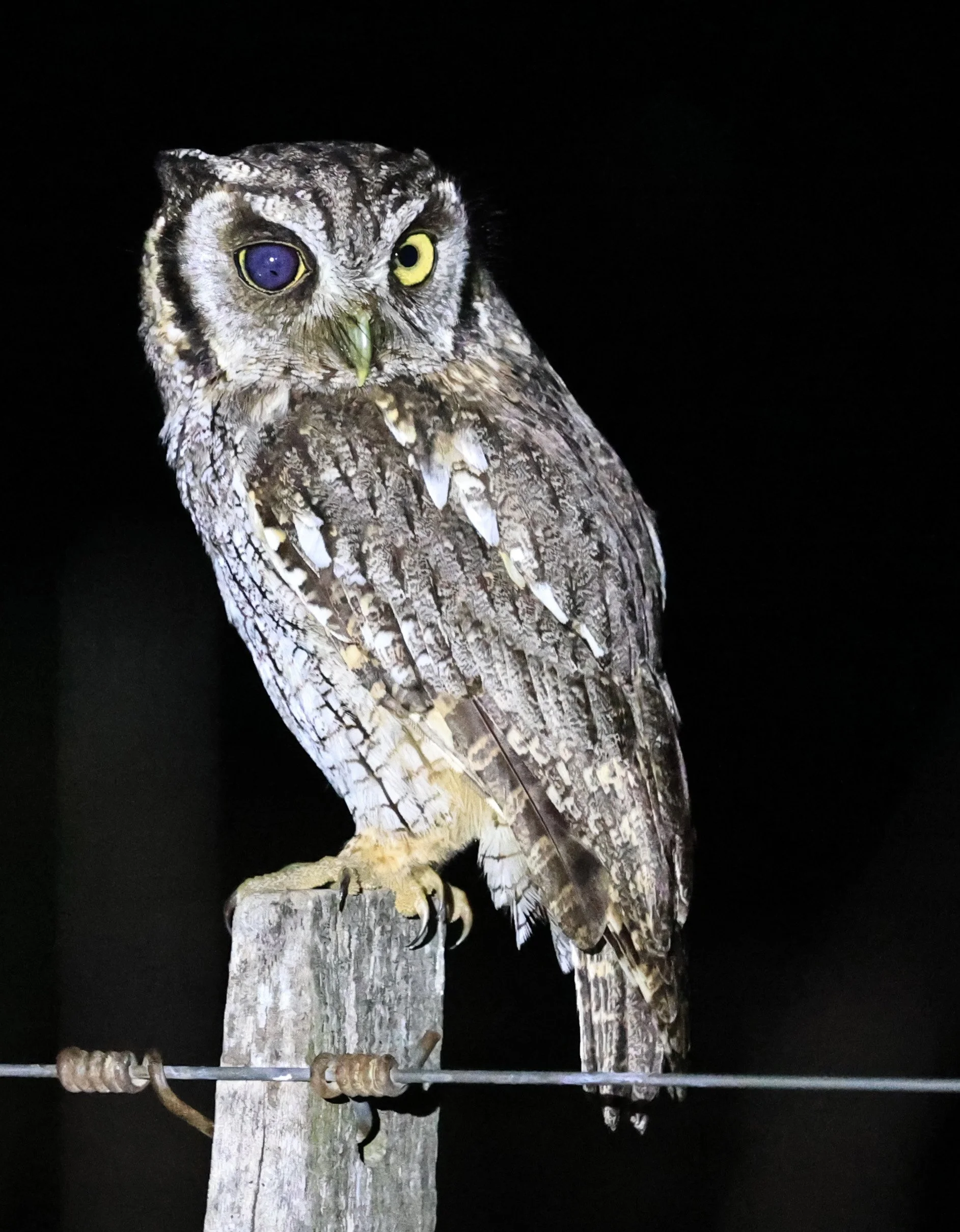 Tropical Screech-Owl (Megascops choliba) Hotel Campestre Iparoma Paraguay (20).jpg