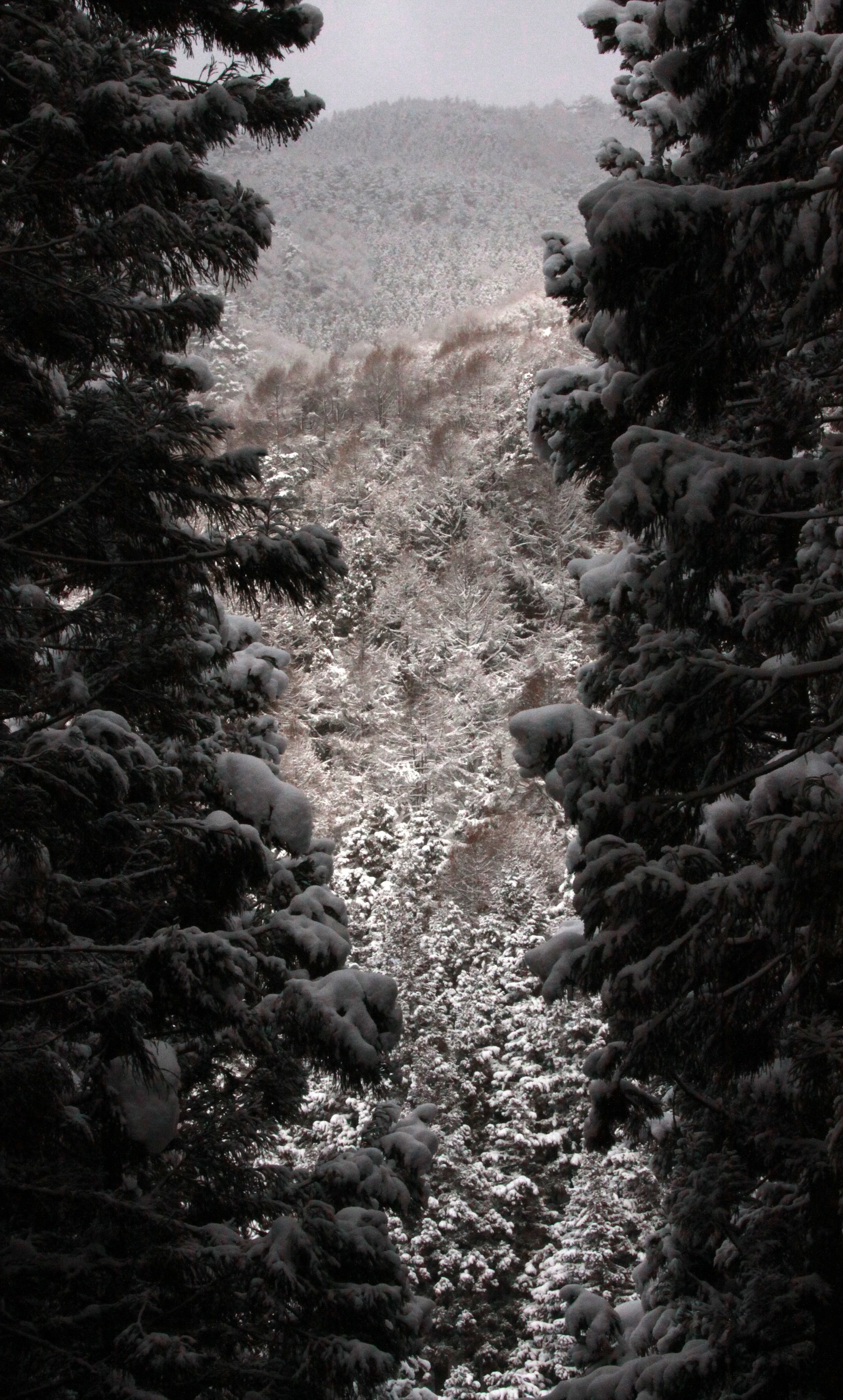 JIGOKUDANI ONSEN - NAGANO PREFECTURE JAPAN - FOREST SCENCES (24).JPG