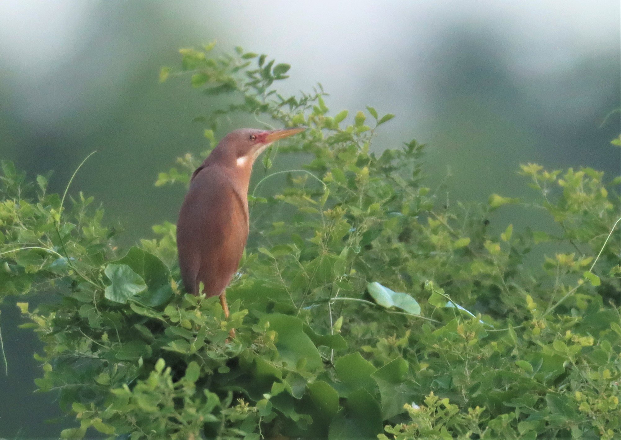 BITTERN - CINNAMON BITTERN (CHESTNUT BITTERN) - Ixobrychus cinnamomeus - PATHUM THANI RICE RESEARCH CENTER (11).jpg