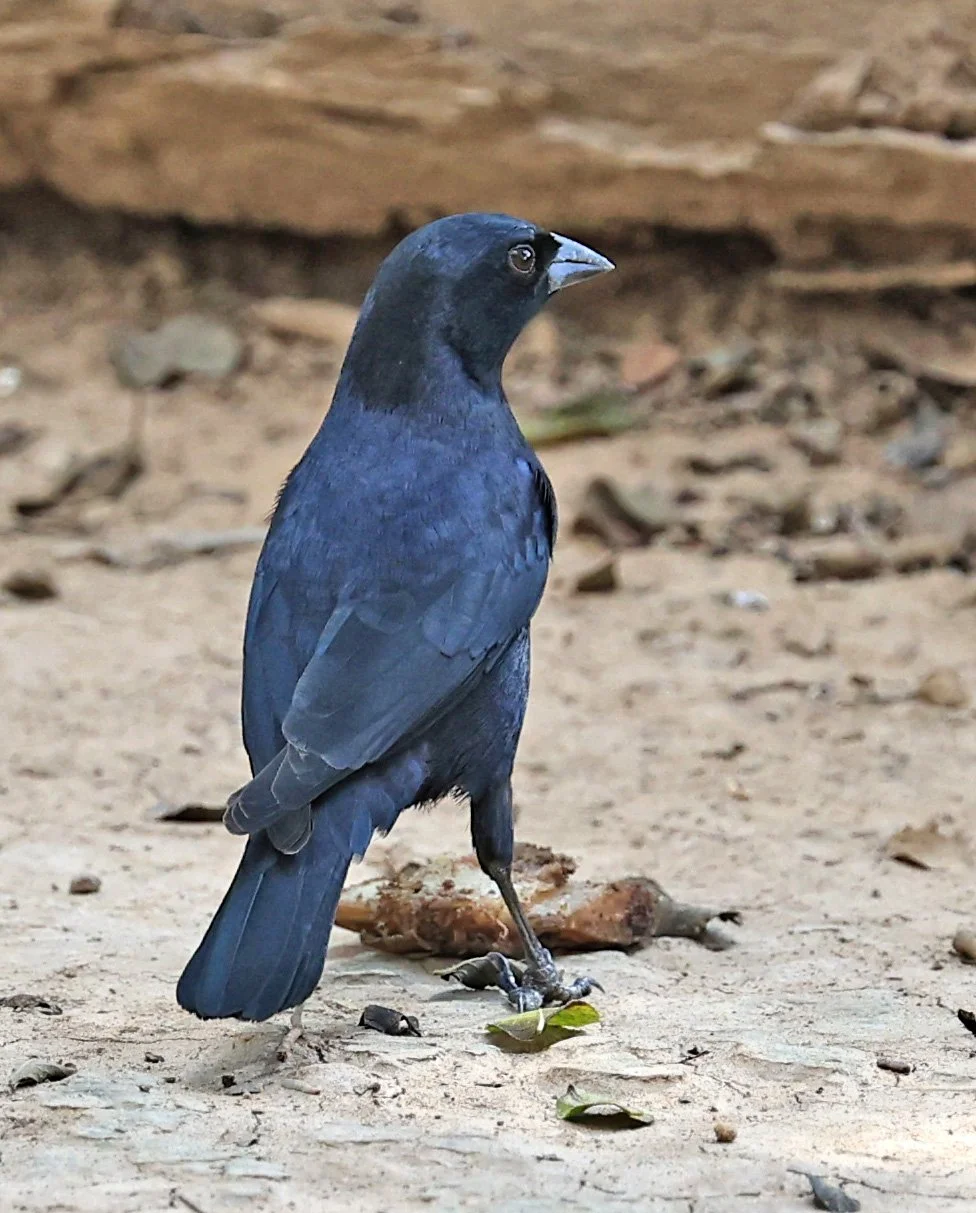 Shiny Cowbird (Molothrus bonariensis) Hotel Campestre Iparoma Paraguay  (2).jpg
