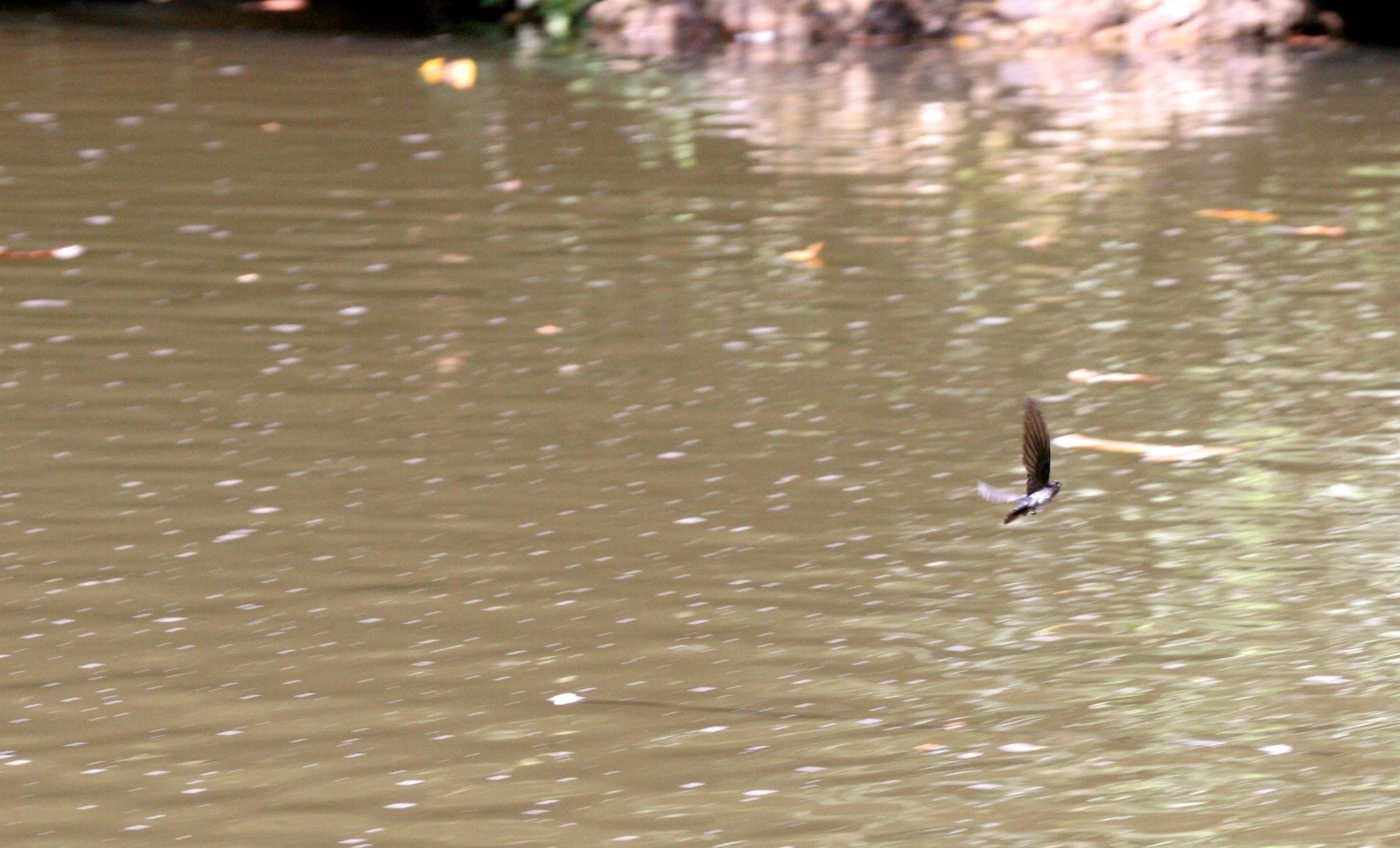 Glossy Swiftlet (Collocalia esculenta) Tabin WR Borneo (2).JPG
