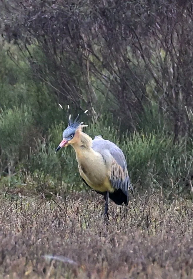 Whistling Heron (Syrigma sibilatrix) El Palmar National Park, Entre Rios, Argentina (8).jpg