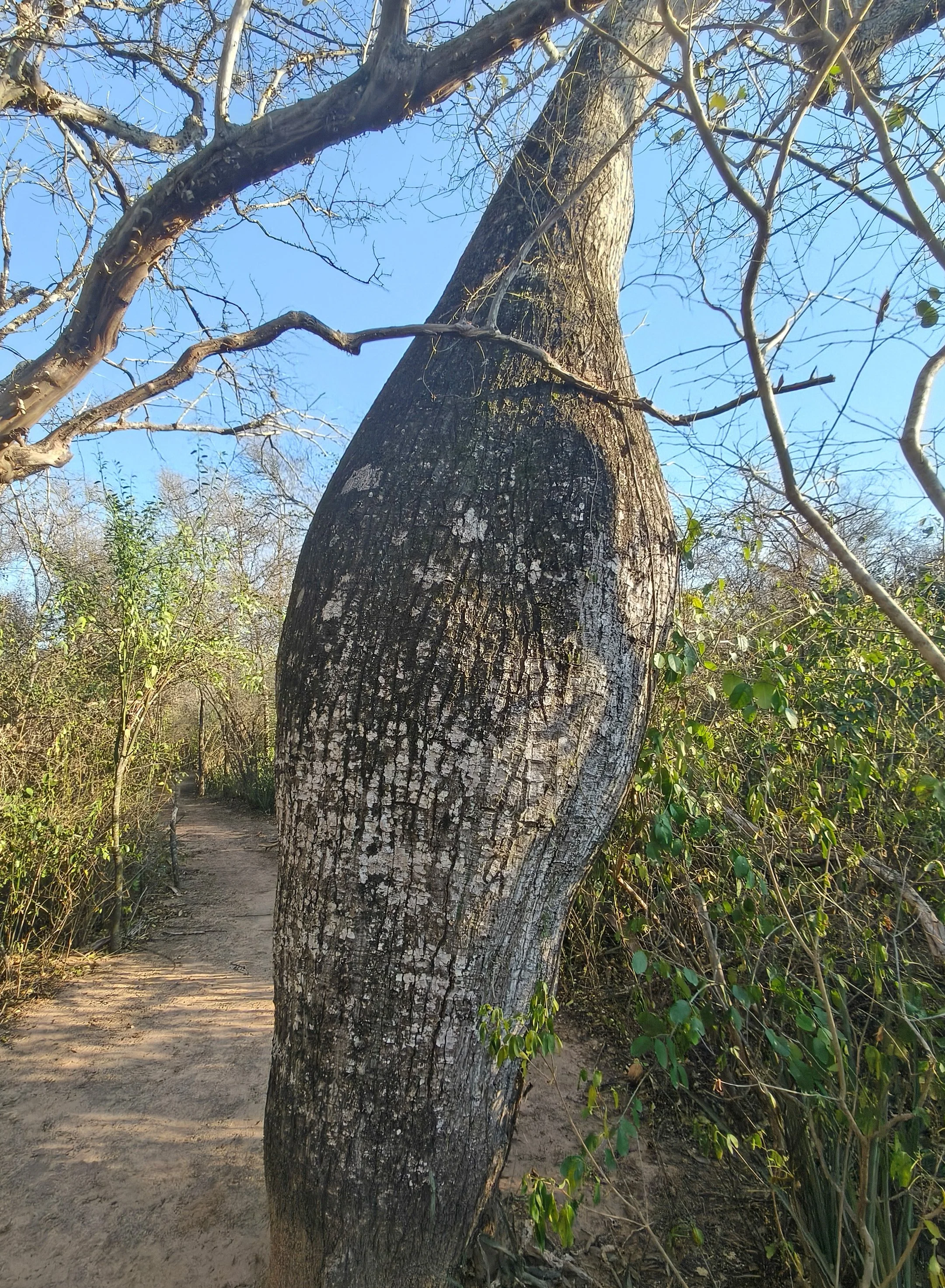 Ceiba chodatii