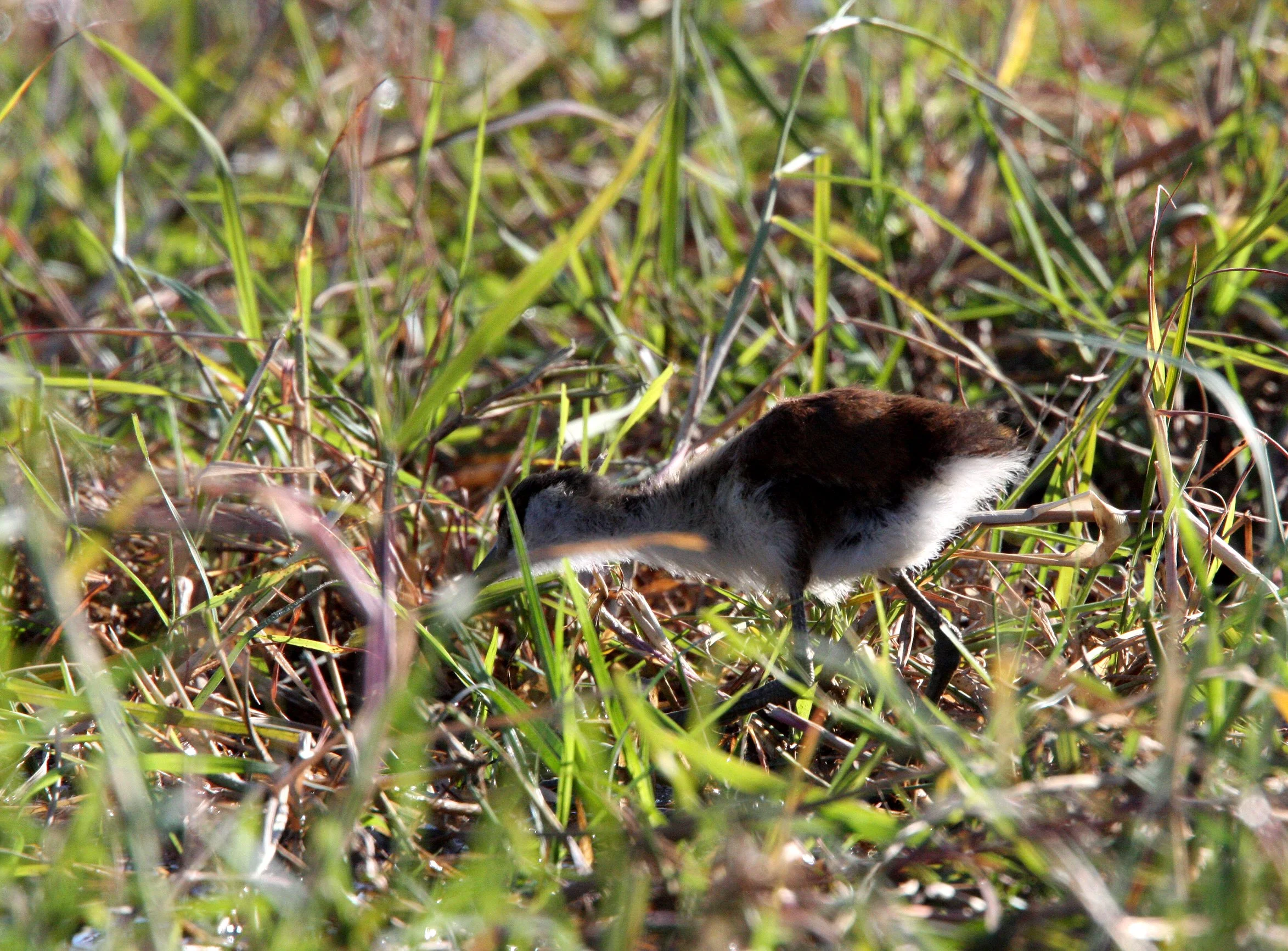 African Jacana - Actophilornis africanus - Chobe NP Botswana.JPG