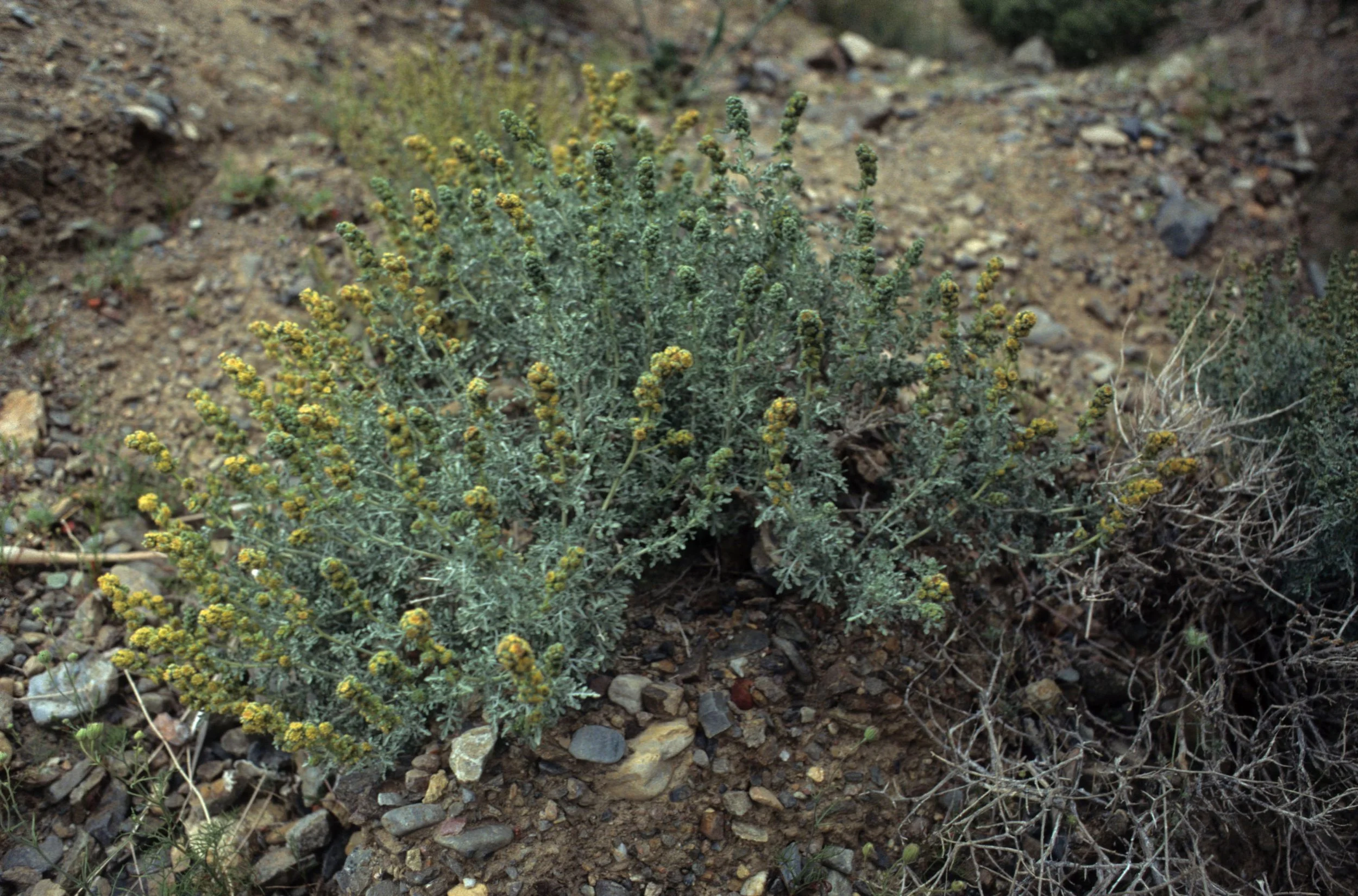 DEATH VALLEY - AMBROSIA DUMOSA - BURSAGE.jpg