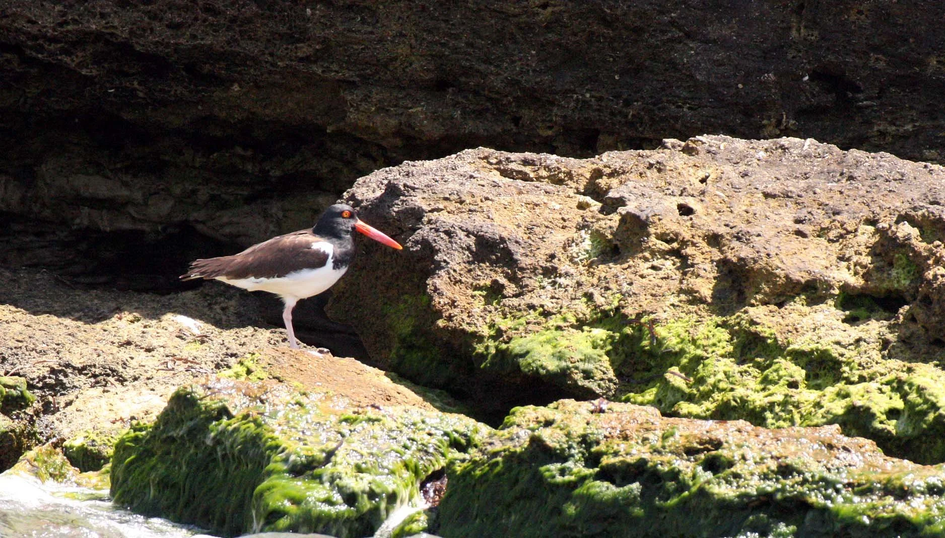 American Oystercatcher (Haematopus palliatus) San Ignacio Lagoon Baja Mexico (13).JPG