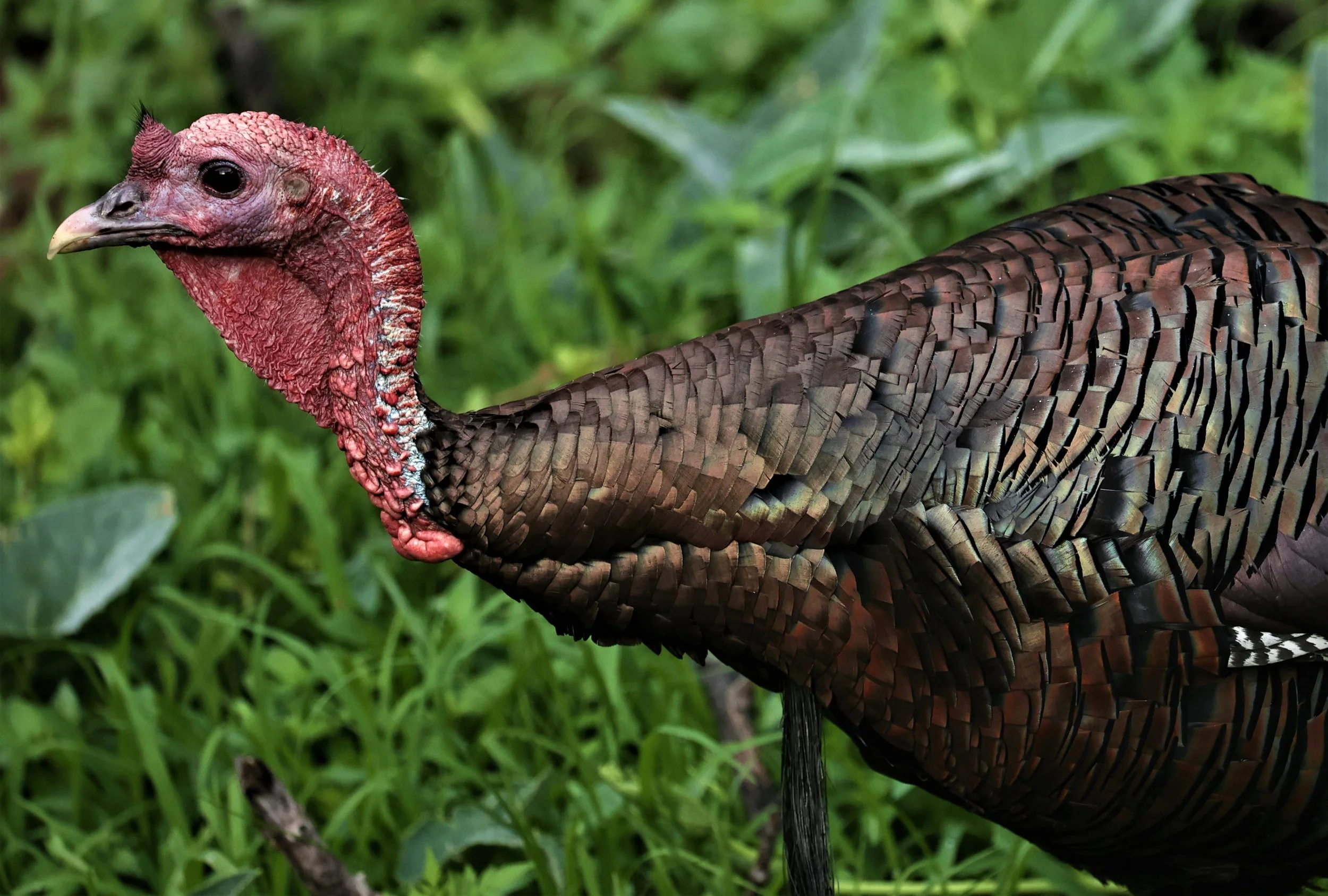 Meleagris gallopavo - WILD TURKEY - MADERA CANYON ARIZONA 2022 (7).jpg