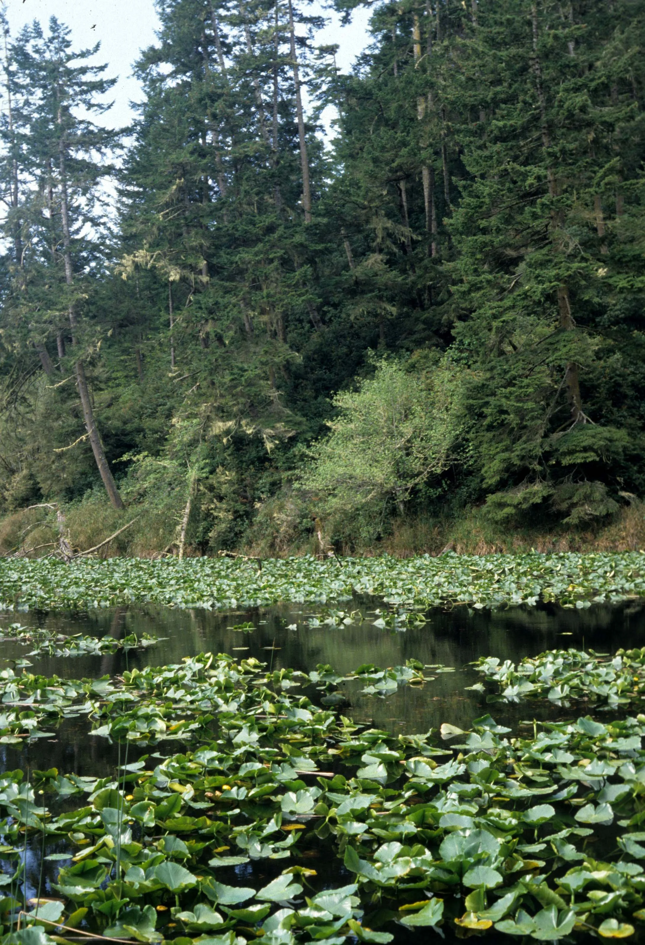 OREGON - LAGOON ON COASTAL 101.jpg