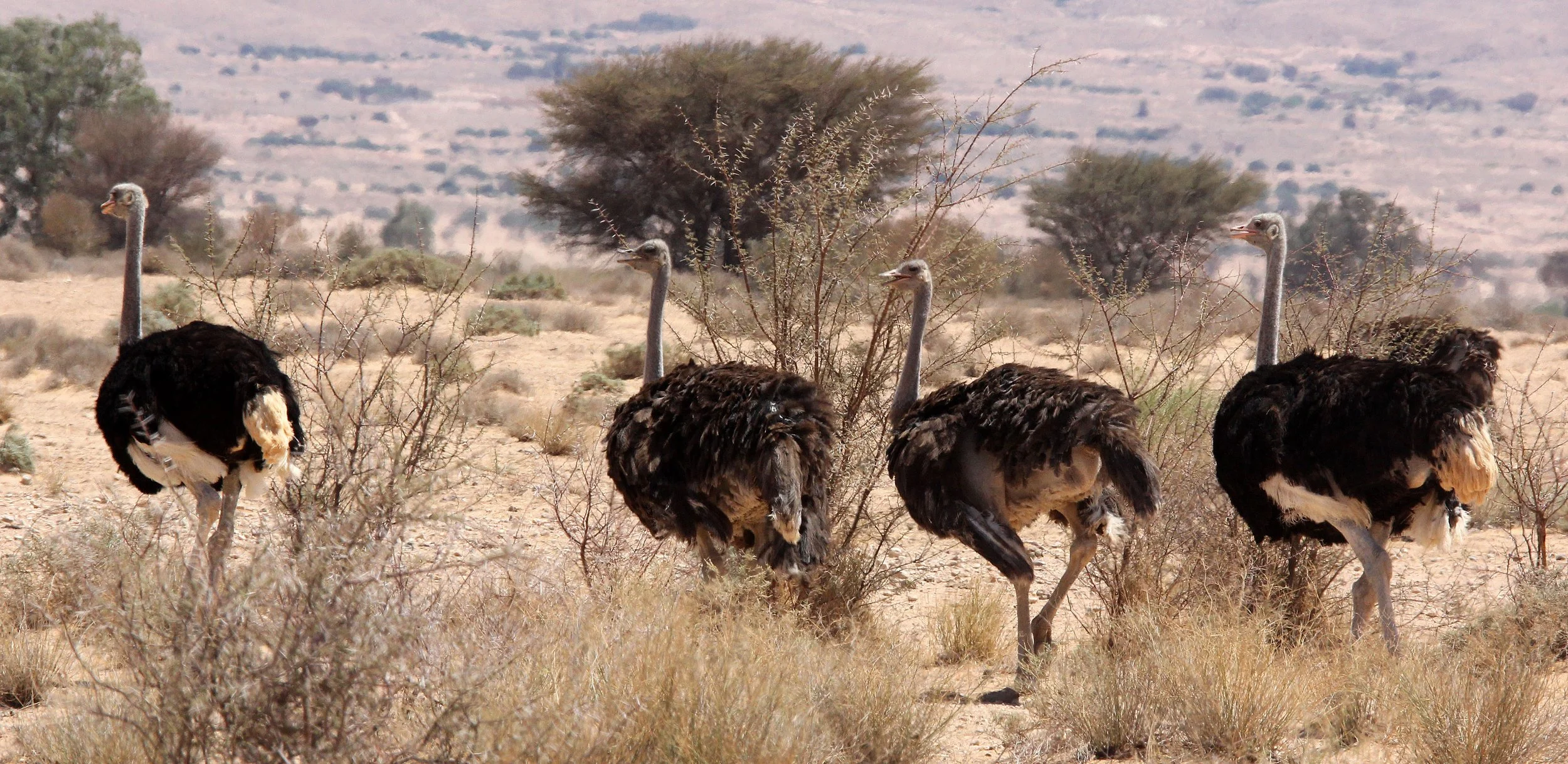 Struthio molybdophanes - SOMALI OSTRICH - HADJ NATIONAL PARK TUNISIA (10).JPG