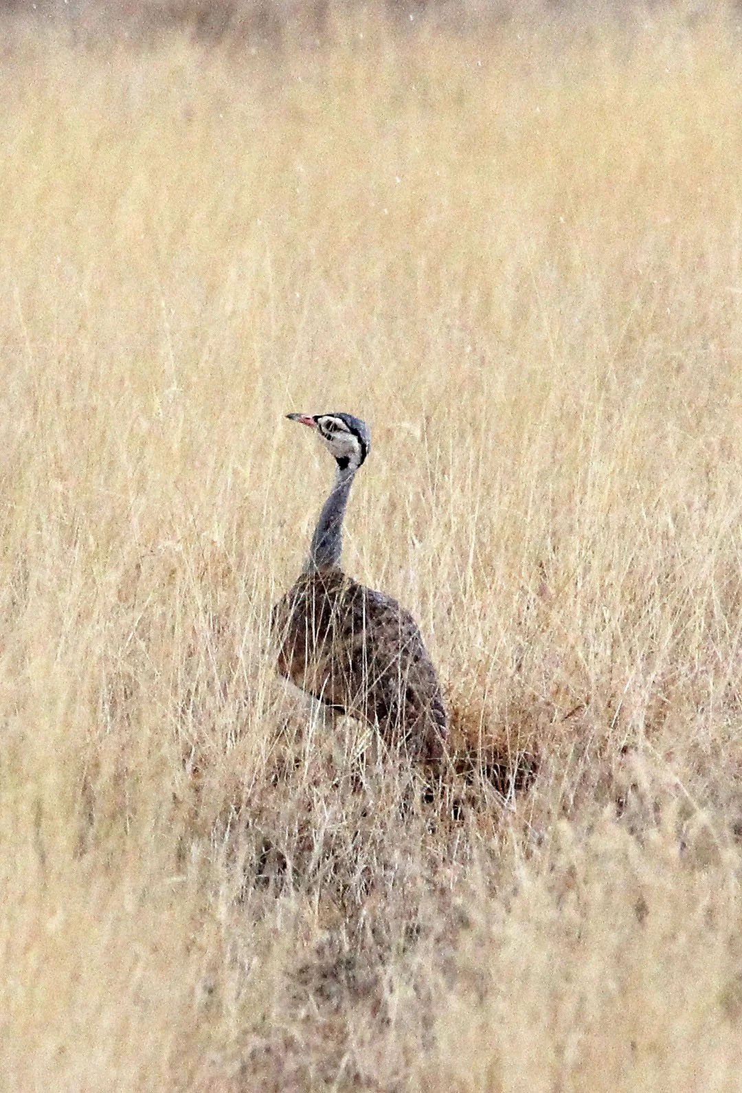 White-bellied bustard (Eupodotis senegalensis) Samburu NP, Kenya (5).JPG