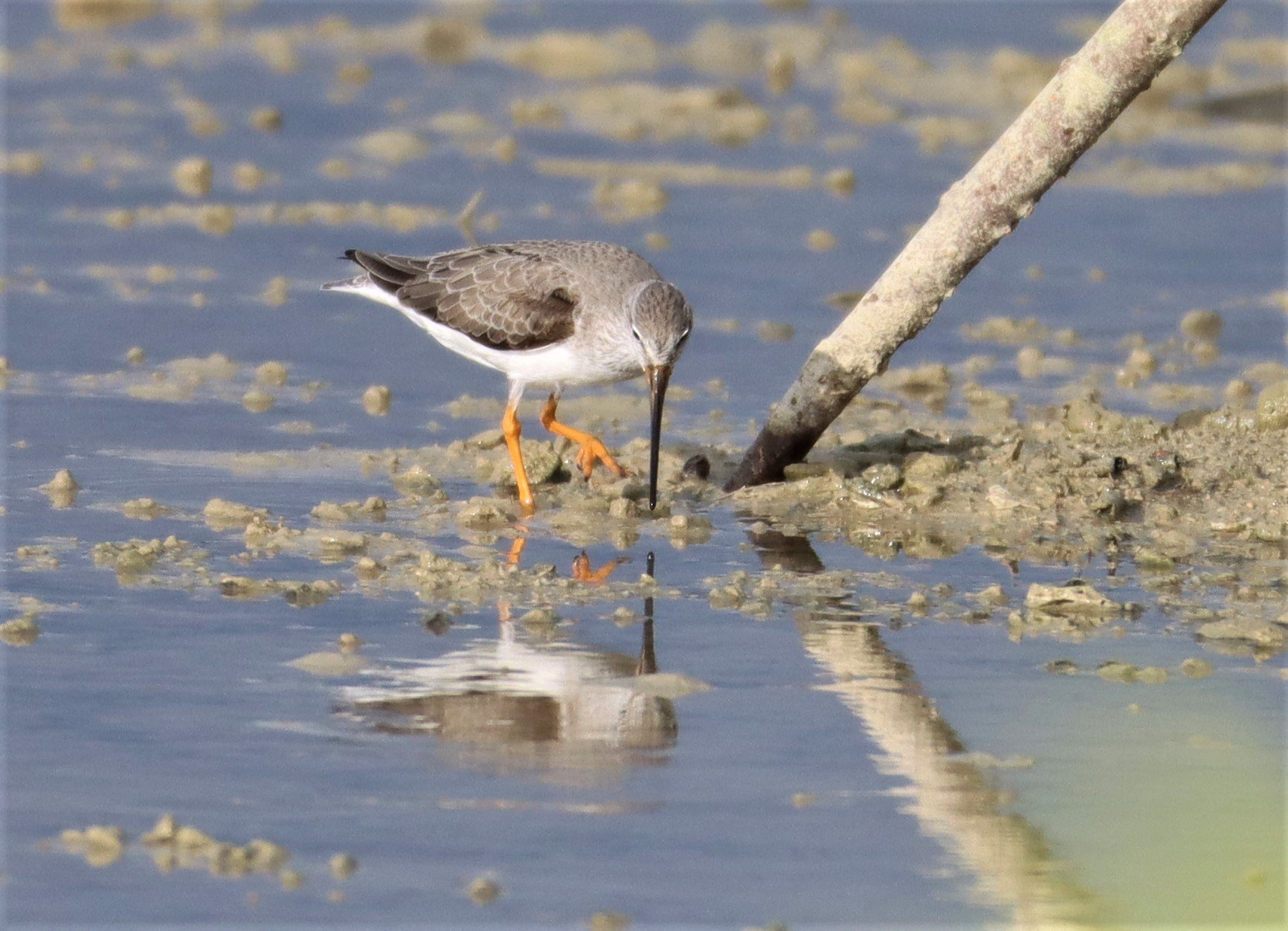 SANDPIPER - TEREK SANDPIPER - Xenus cinereus - LAEM PAKARAM PHANG NGA 2021 (26).jpg