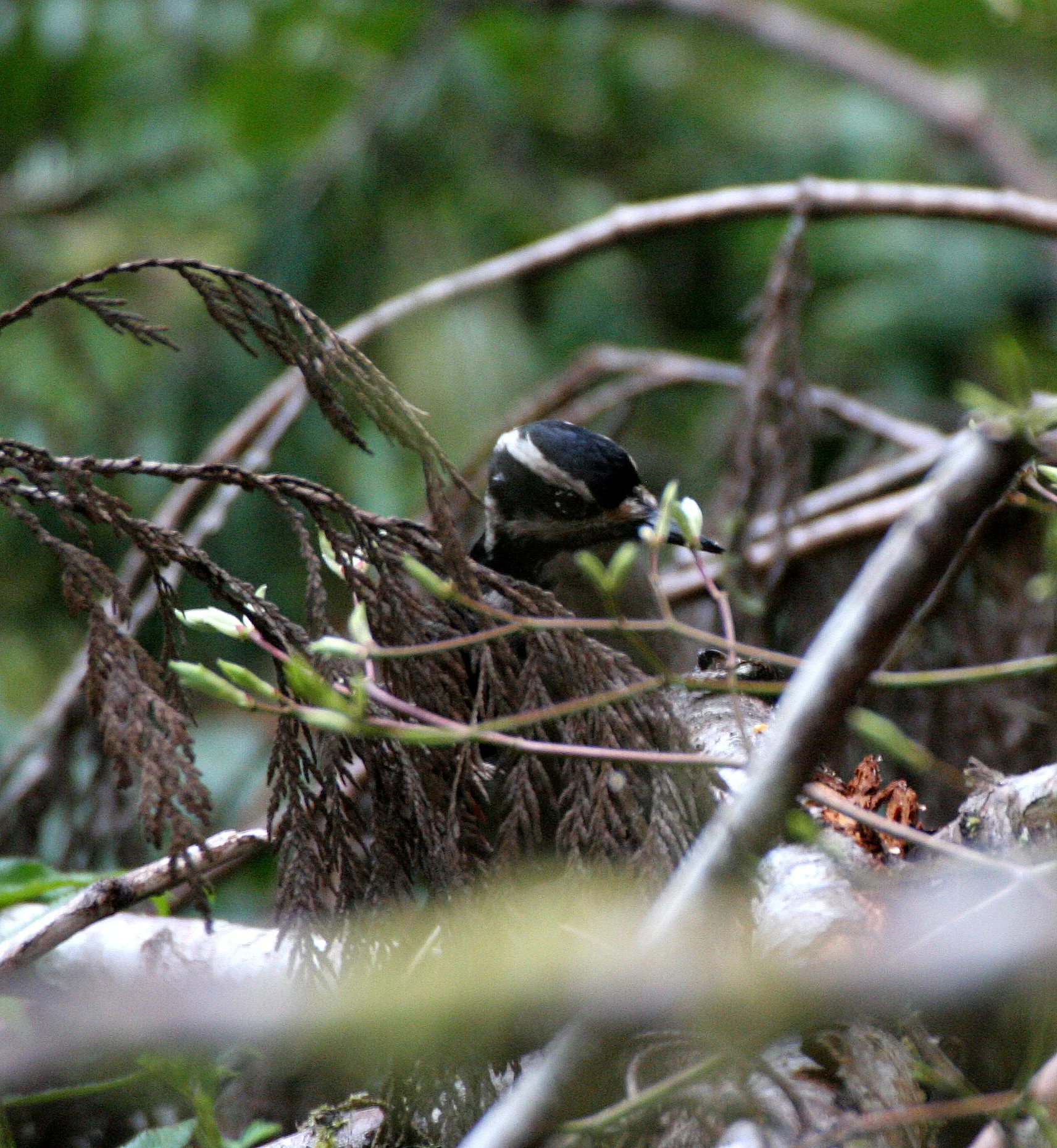 BIRD - WOODPECKER - HAIRY WOODPECKER - MARYMERE FALLS TRAIL WA (2).JPG
