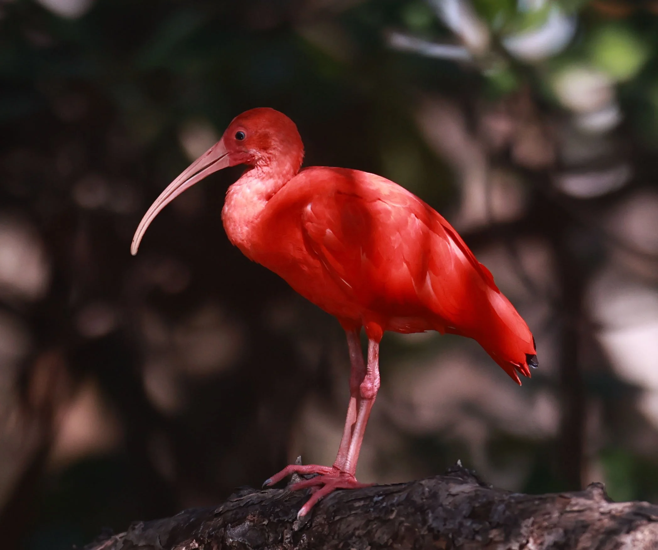 Ibis - Scarlet Ibis - Eudocimus ruber - 29 Songkaow Cafe, Chachoengsao Thailand (164).jpg