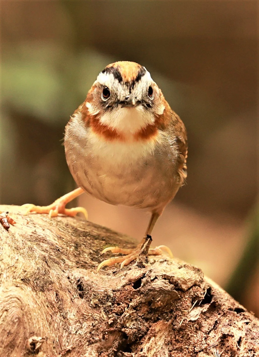 FULVETTA - RUFOUS-NECKED FULVETTA - Schoeniparus rufogularis - PHU SUAN SAI NATIONAL PARK LOEI PROVINCE (39).jpg