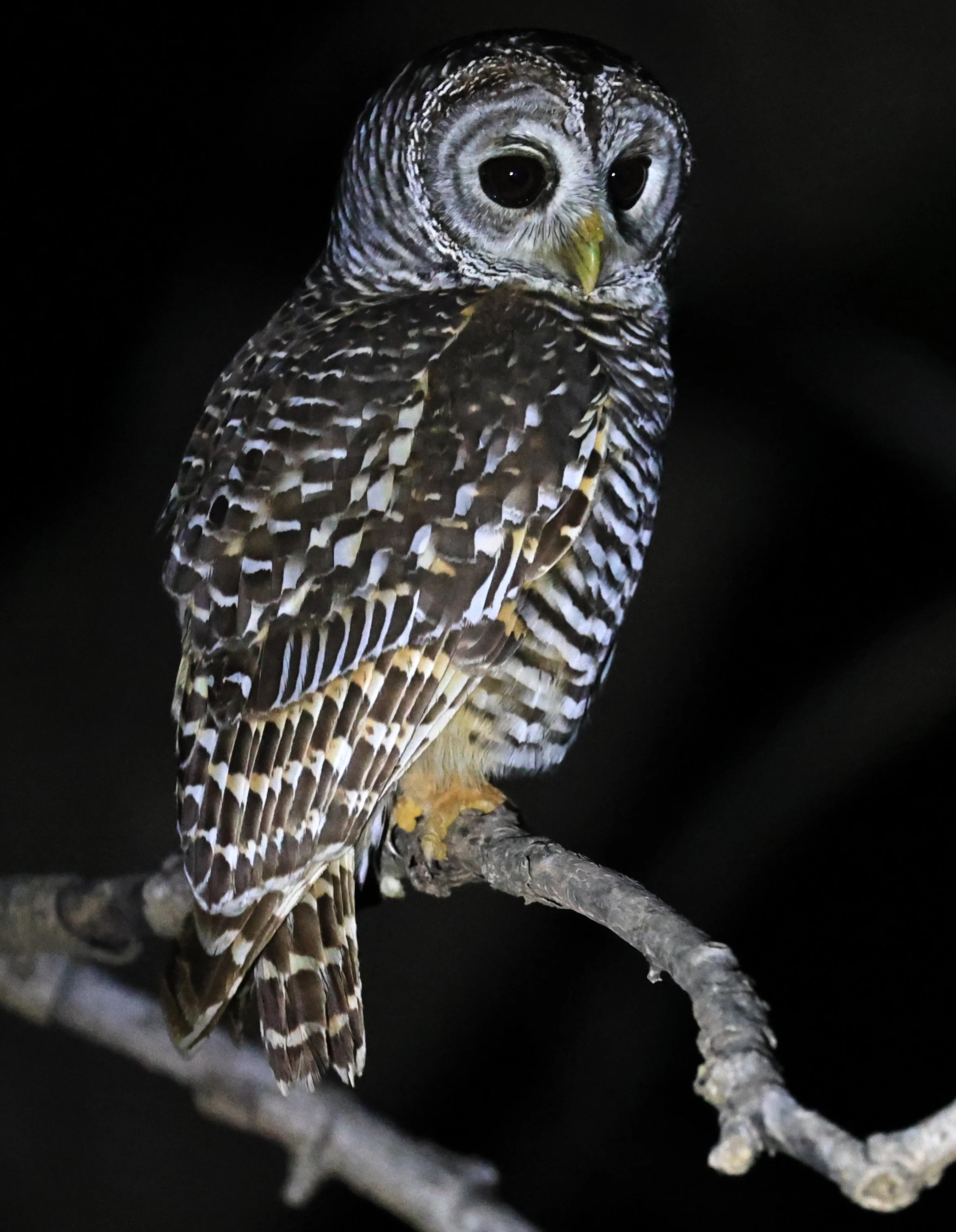 Chaco Owl (Strix chacoensis) Reserva Nueland  Selva Serena (28).jpg
