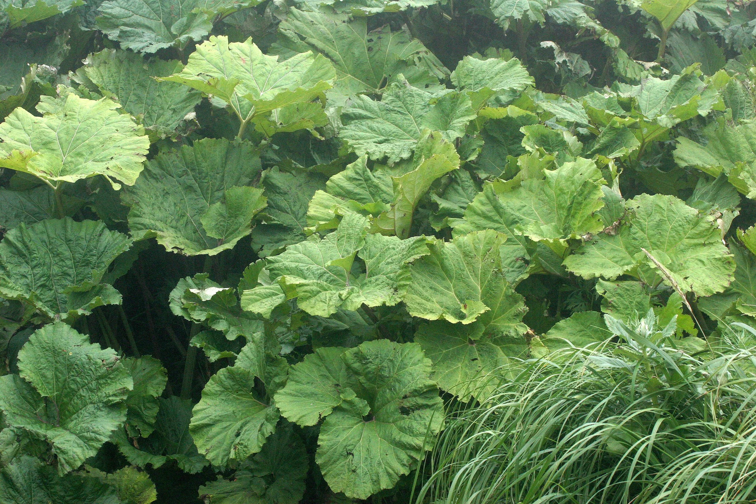 KURIL ISLANDS - FLORA  (110).jpg