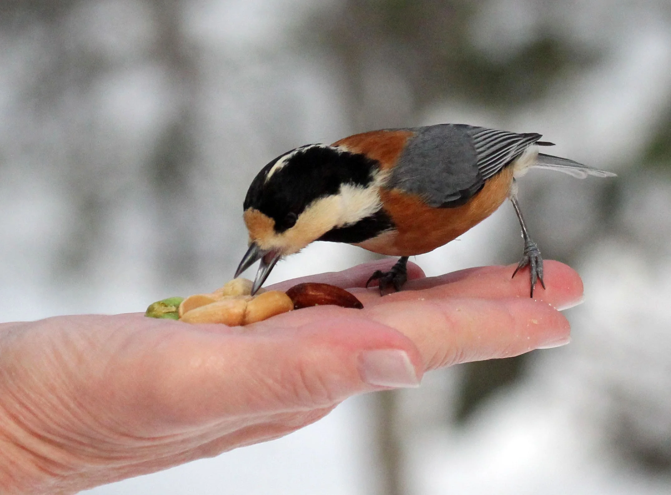 Varied Tit (Sittiparus varia) Kinohiroba Park, Abashiri Hokkaido, Japan (6).JPG