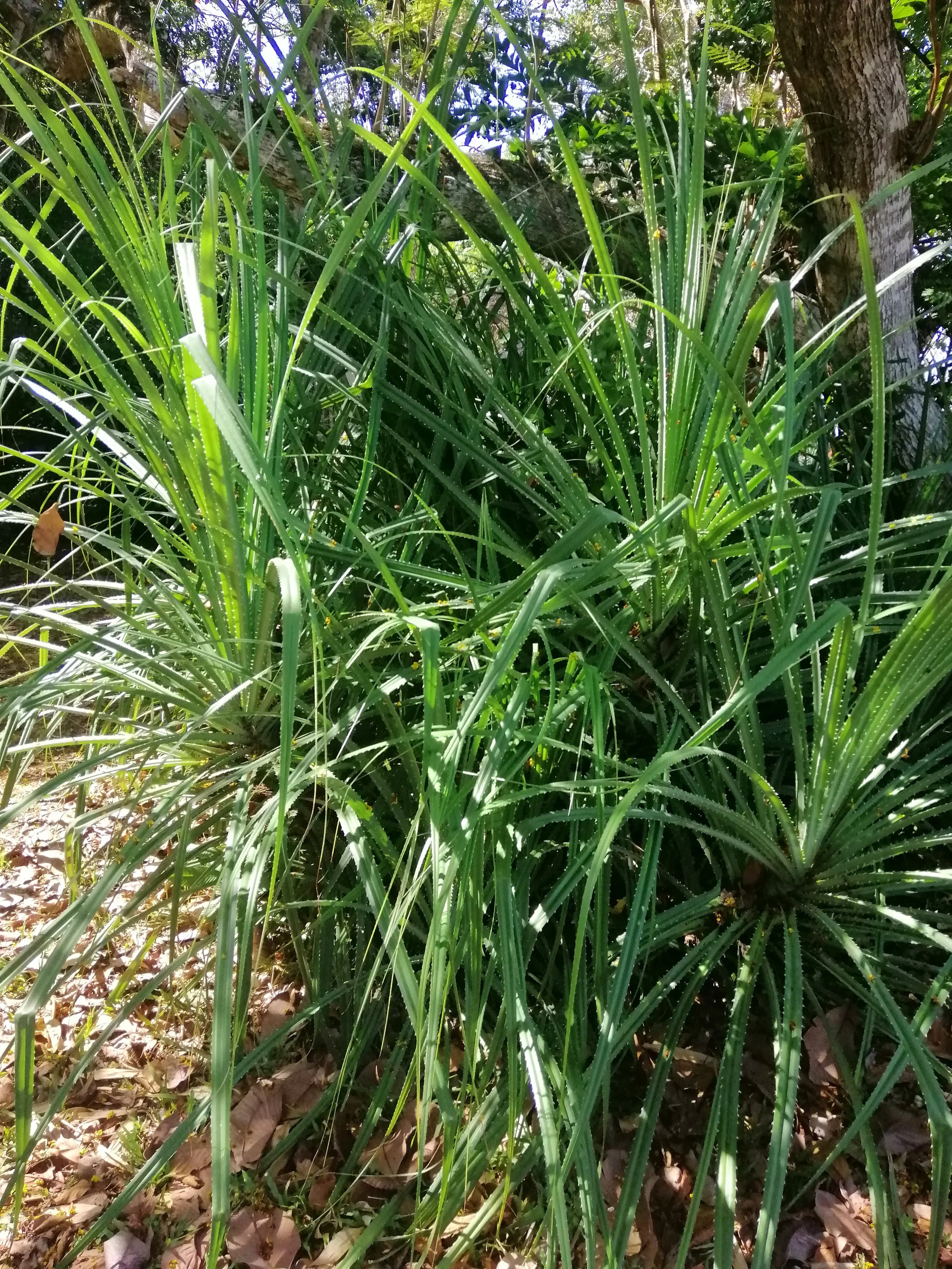 2018 Koh Lanta Misc  (152).jpg